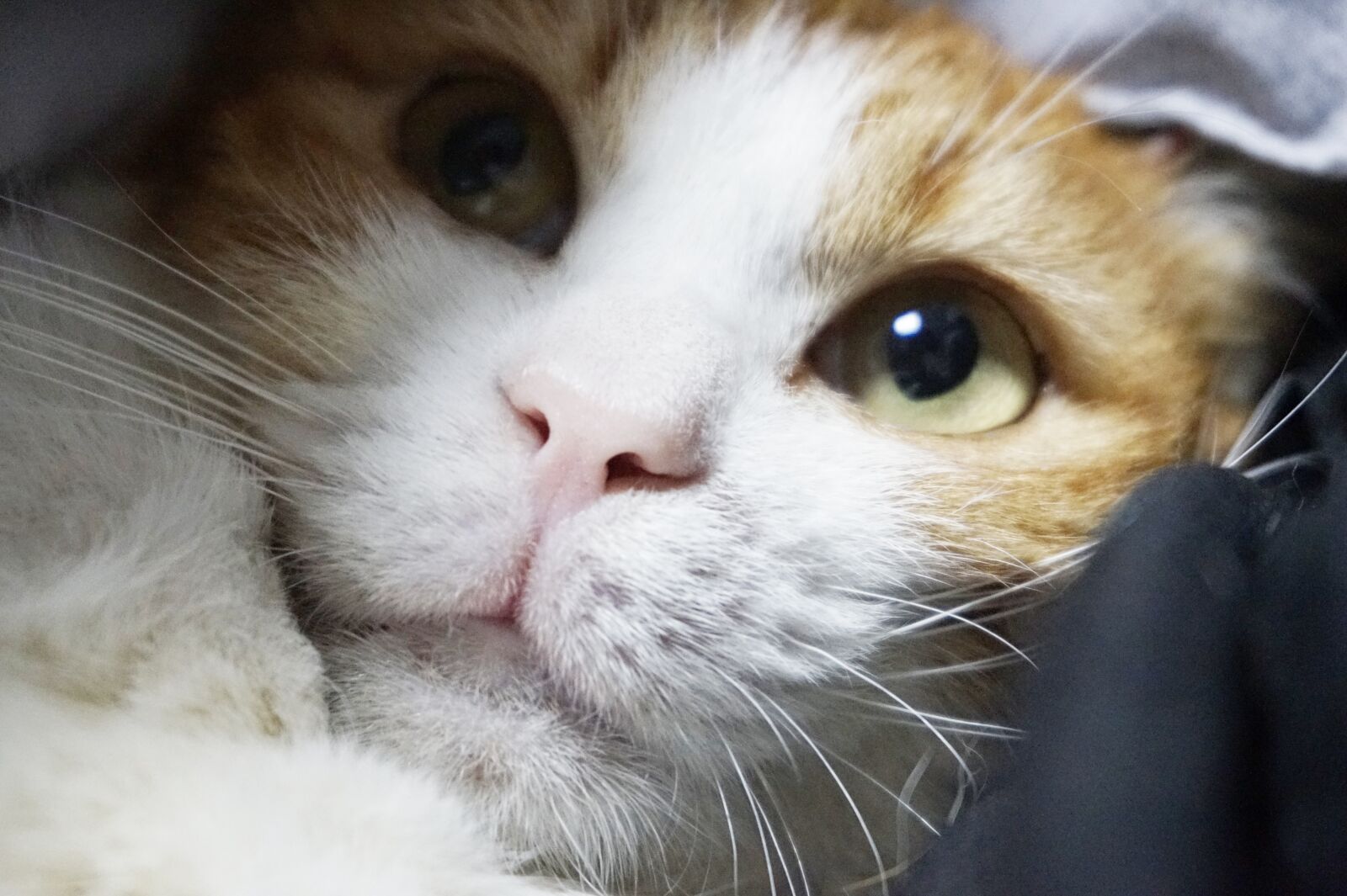 Sony Alpha a5000 (ILCE 5000) sample photo. Cat, kitten, cute photography