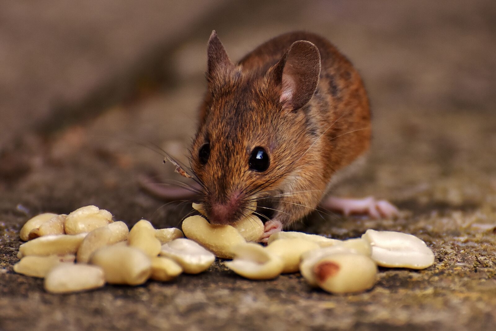 Nikon D7200 sample photo. Wood mouse, rodent, nager photography