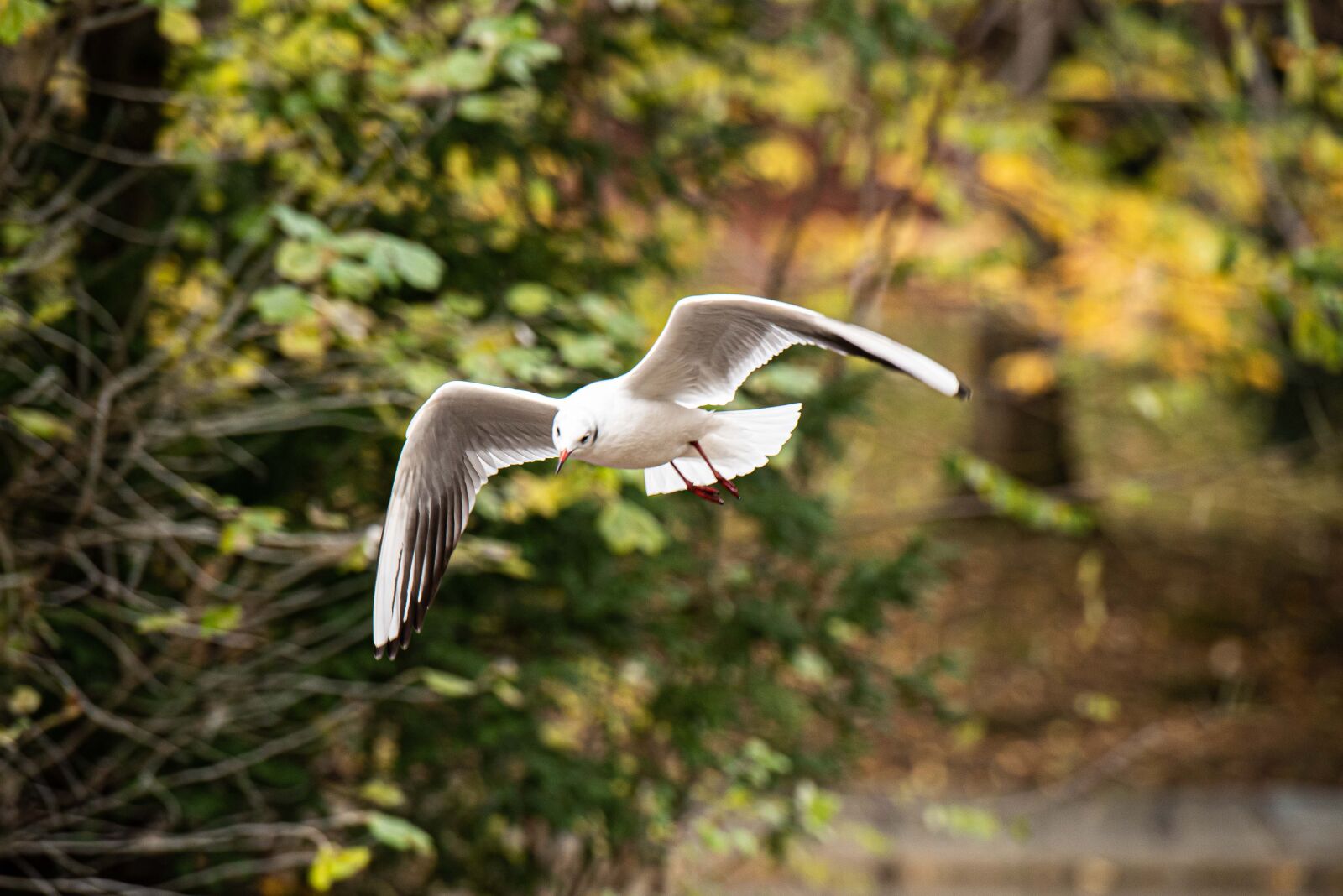 Nikon D750 sample photo. Seagull, bird, nature photography