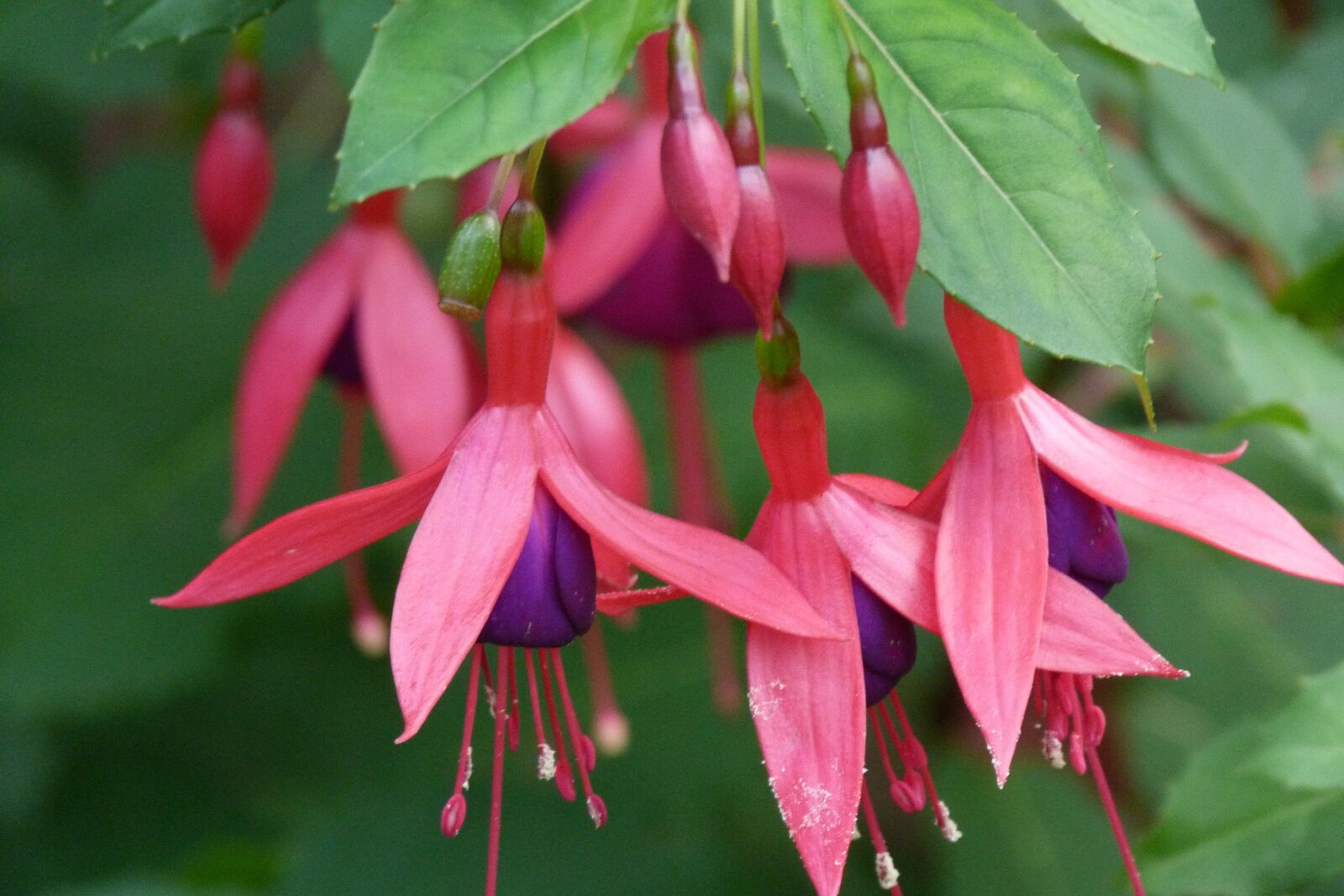 Panasonic Lumix DMC-FZ40 (Lumix DMC-FZ45) sample photo. Fuchsia, nature, flower photography