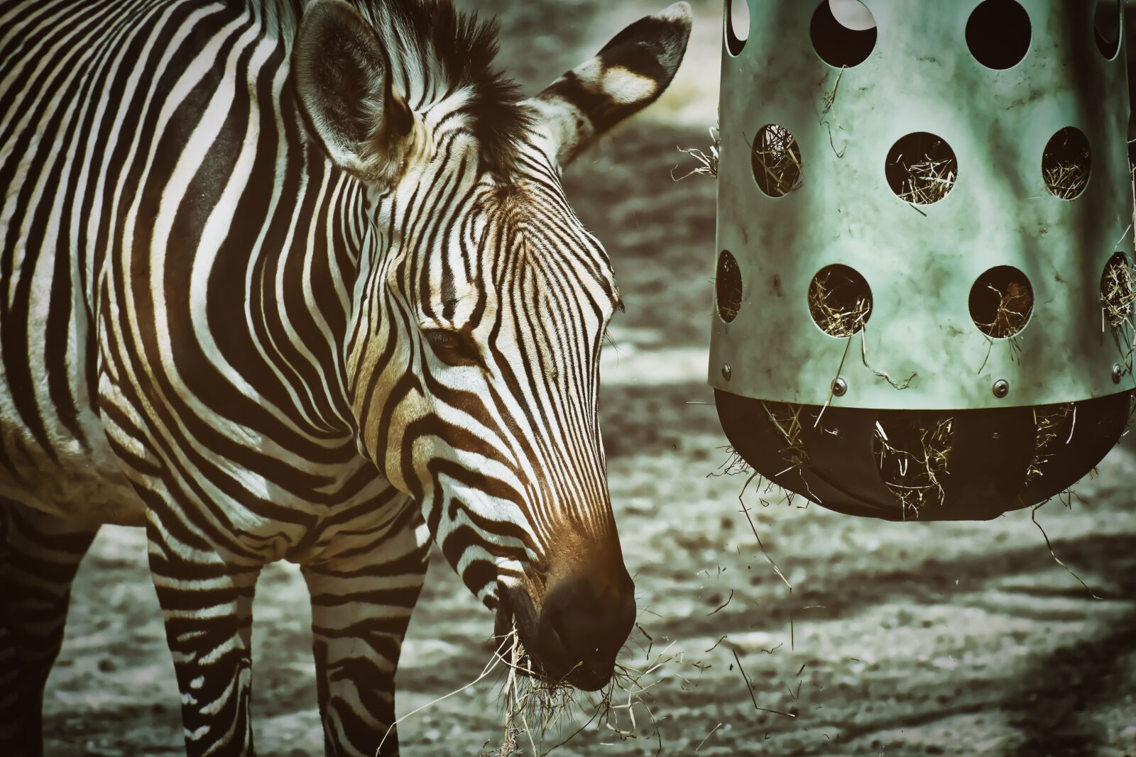 Nikon D7200 sample photo. Zebra, wild animal, zoo photography