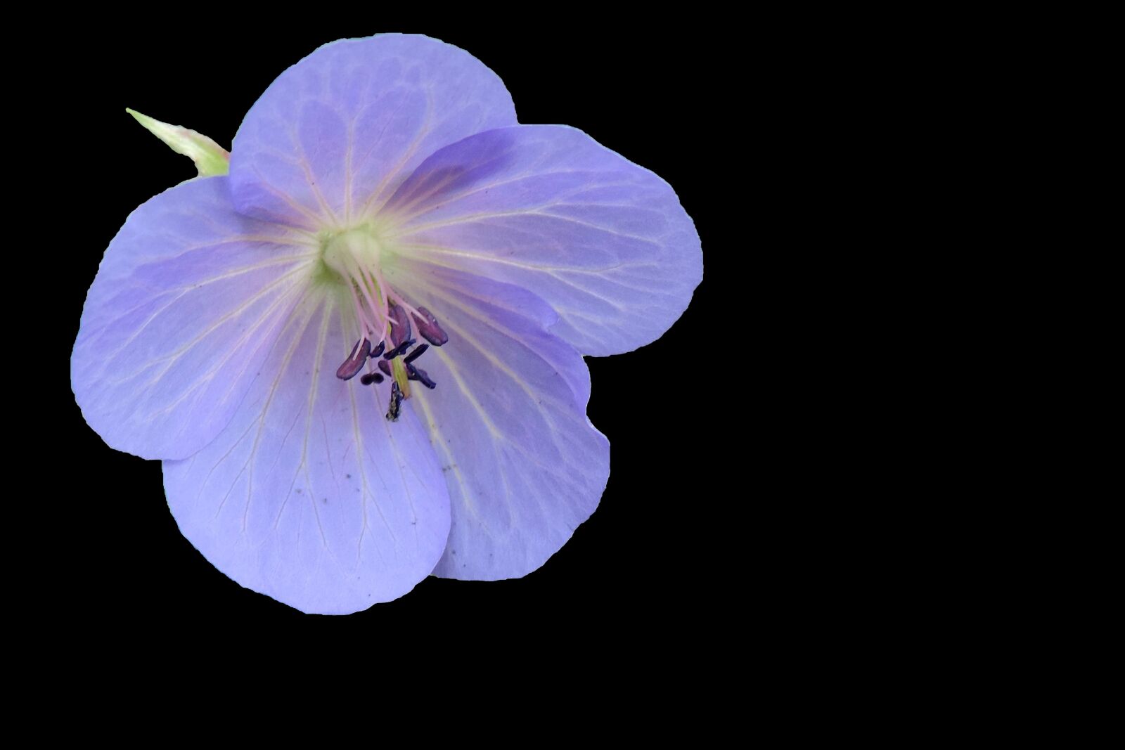 Nikon Coolpix P520 sample photo. Blossom, bloom, blue photography
