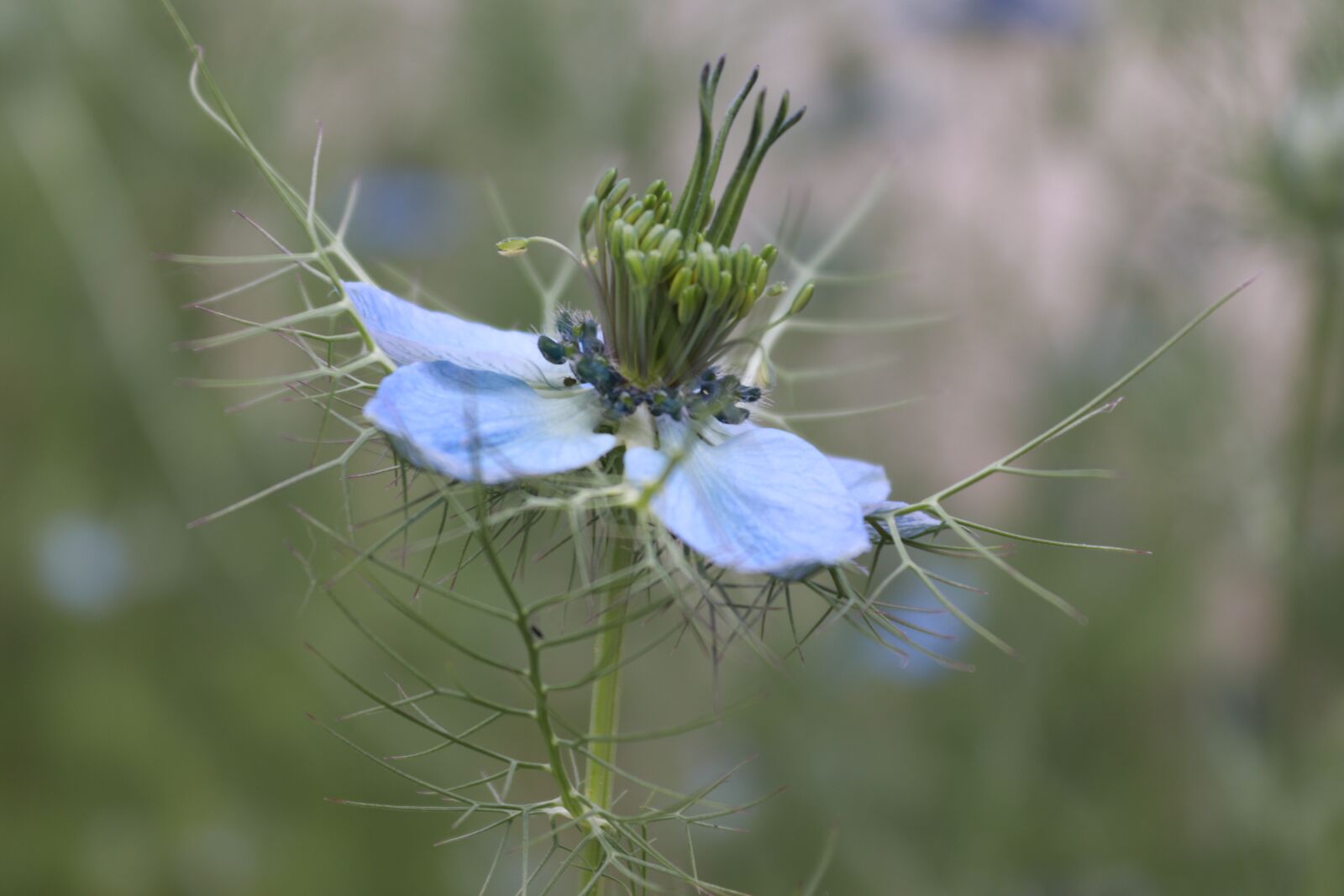 Canon EOS 200D (EOS Rebel SL2 / EOS Kiss X9) sample photo. Flower, blue, nature photography