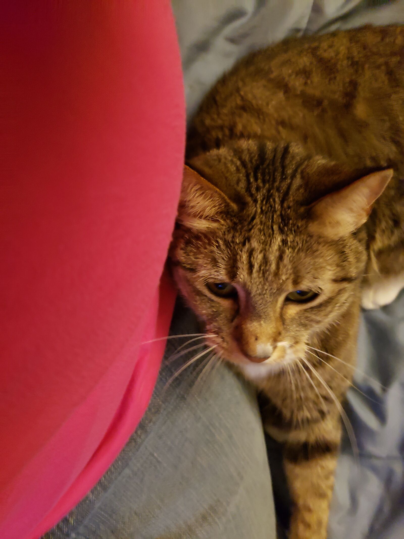 Samsung Galaxy Note9 sample photo. Tabby, cat, stomach photography