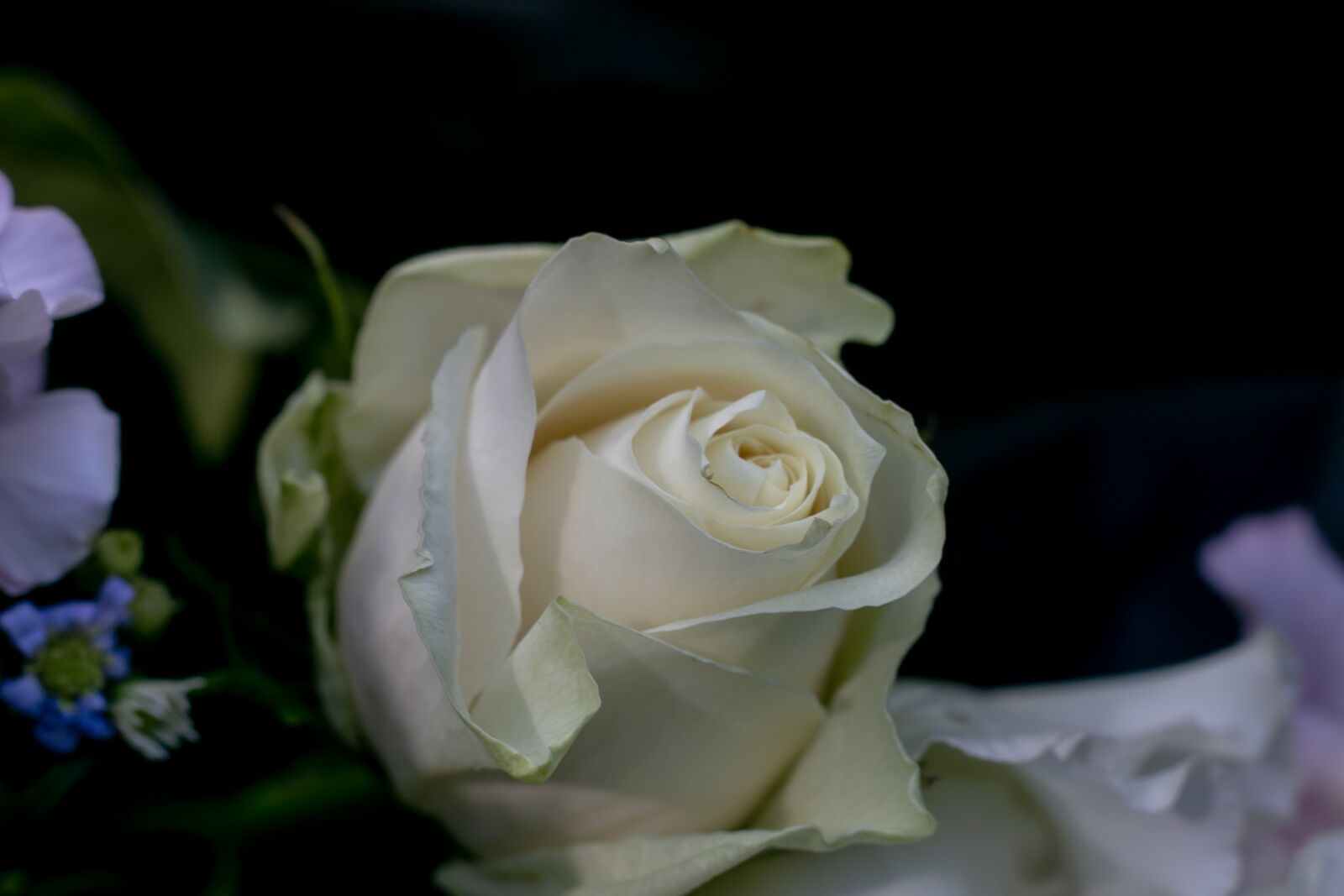 Canon EOS 70D + Canon EF 50mm F1.8 II sample photo. Rose, flower, blossom photography
