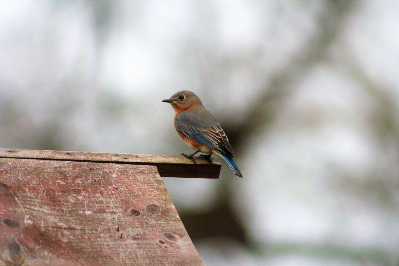 Canon EOS 550D (EOS Rebel T2i / EOS Kiss X4) sample photo. Nature, bird, wildlife photography