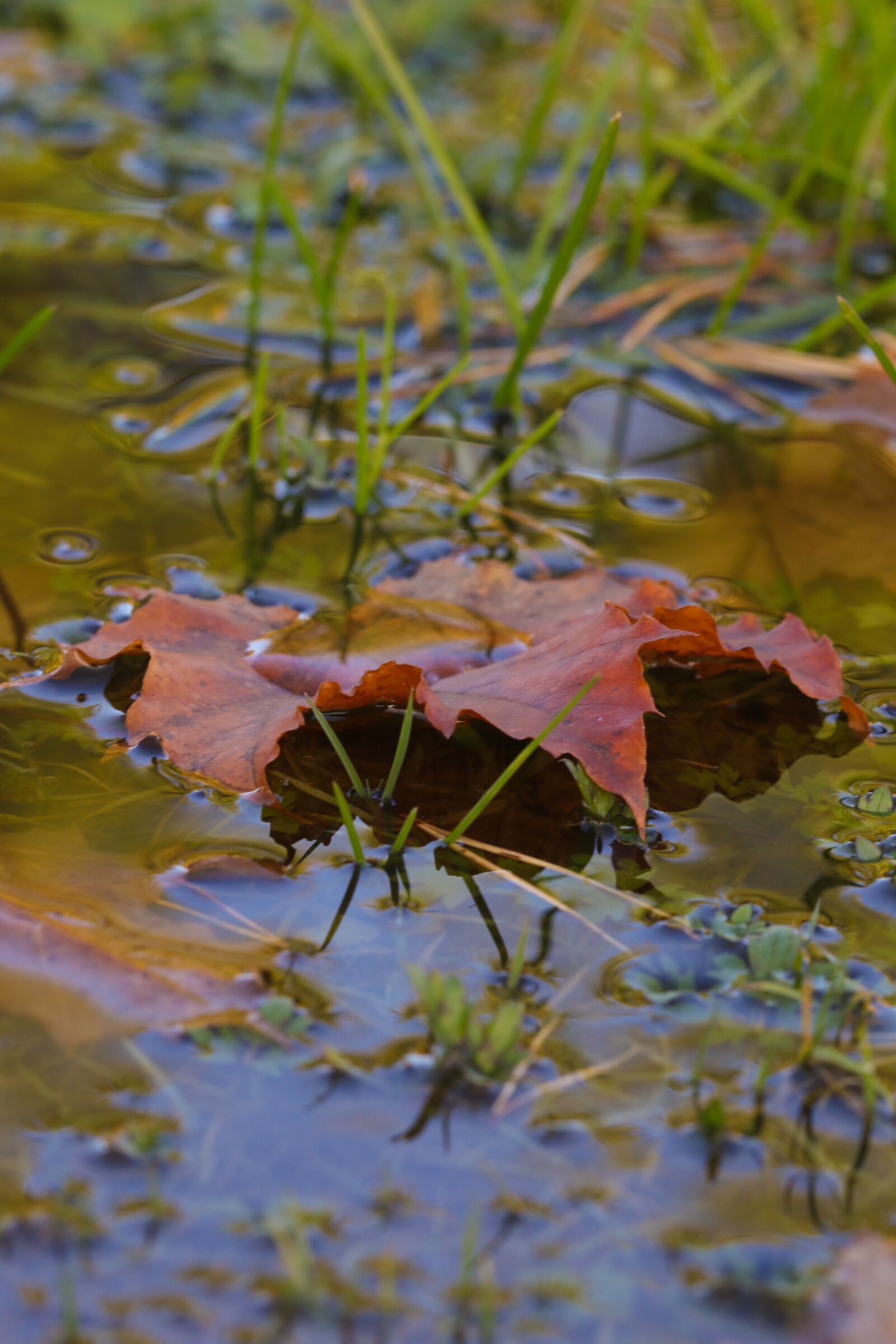 Canon EOS 7D Mark II sample photo. Puddle, leaf, autumn photography