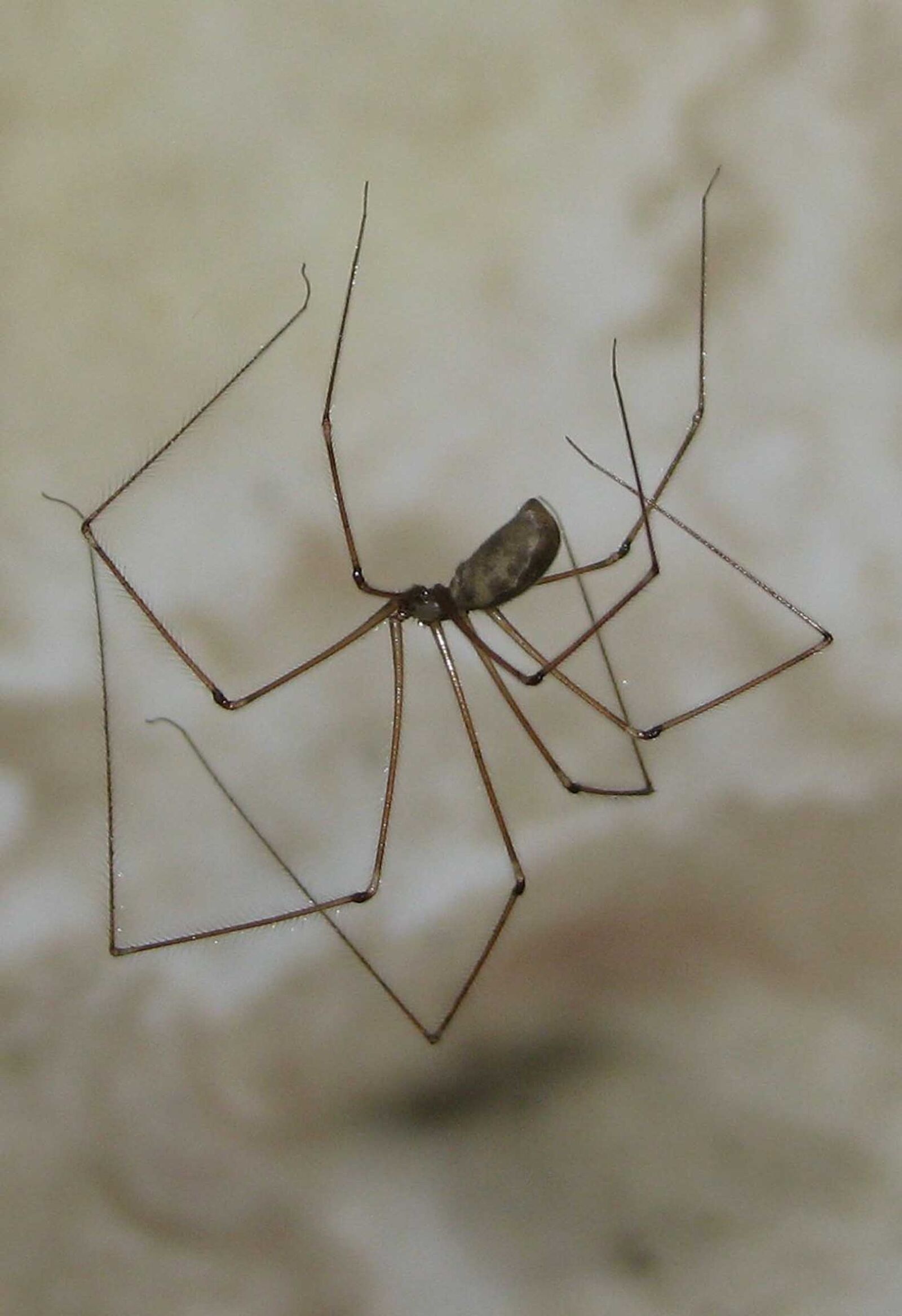 Canon POWERSHOT S5 IS sample photo. Cellar spider, skull spider photography