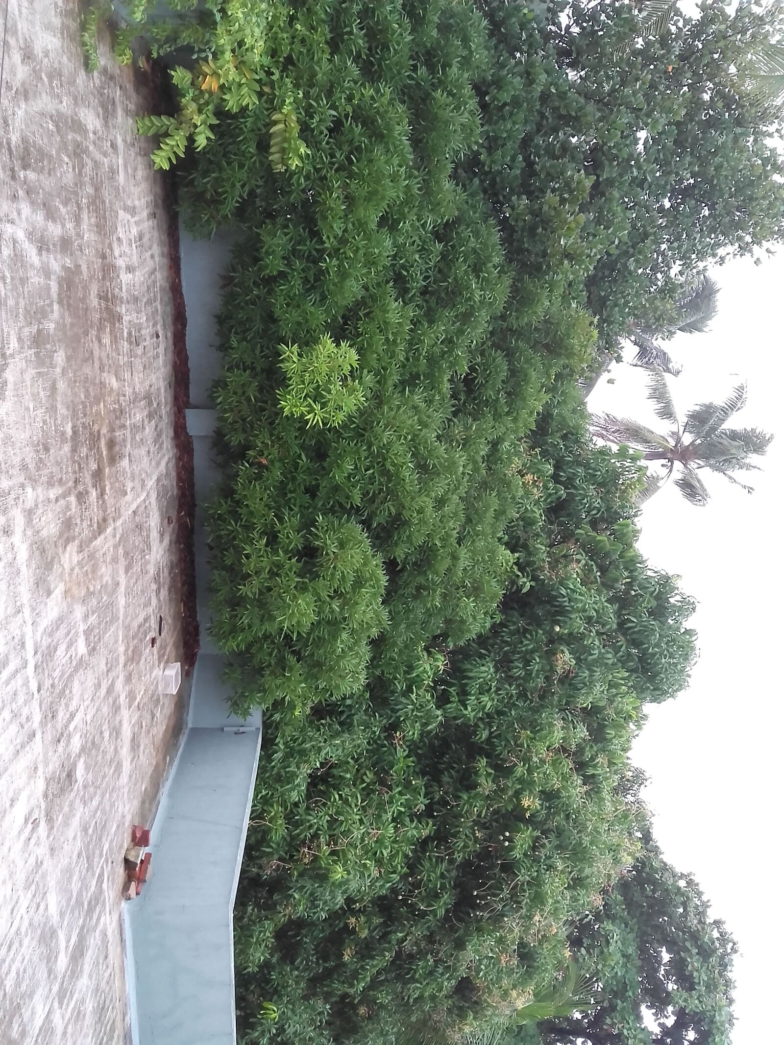 Samsung Galaxy Grand Prime sample photo. Roof view tree, house photography