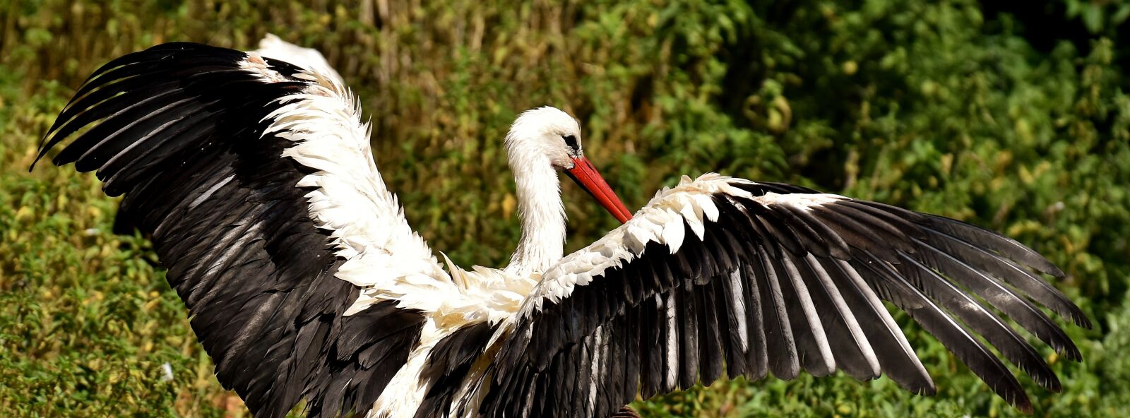 Nikon D7200 sample photo. Stork, flying, bird photography