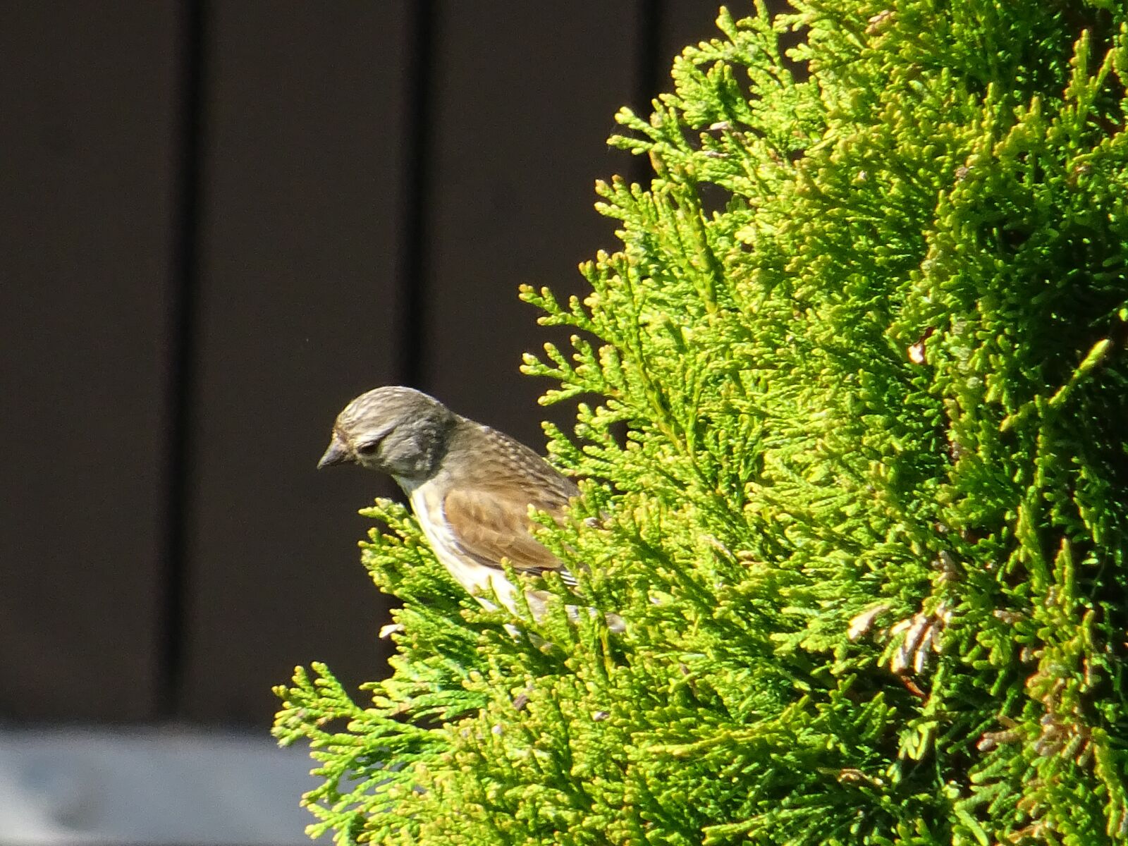 Sony DSC-HX60 sample photo. Song thrush, throttle, bird photography