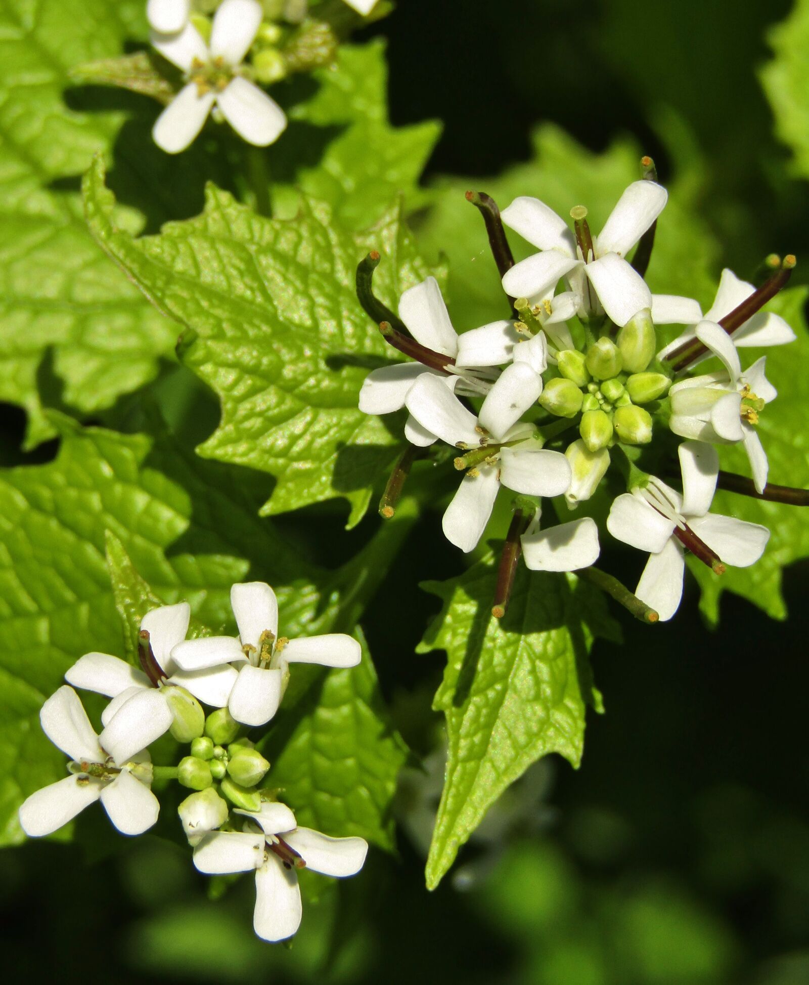 Canon POWERSHOT SX432 IS sample photo. Garlic herb, garlic mustard photography