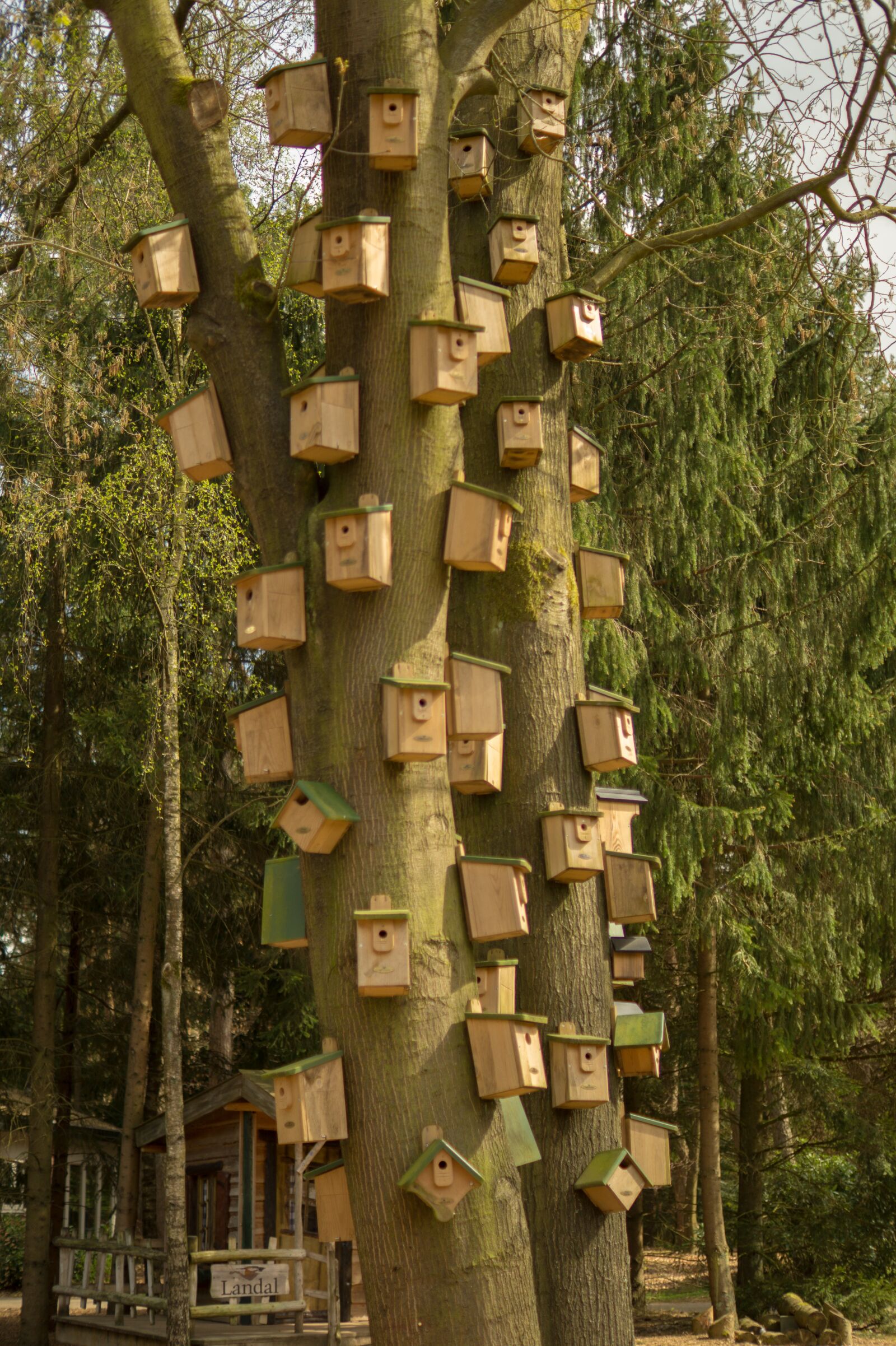 Sony SLT-A58 + Sony DT 35mm F1.8 SAM sample photo. Bird, house, wood photography