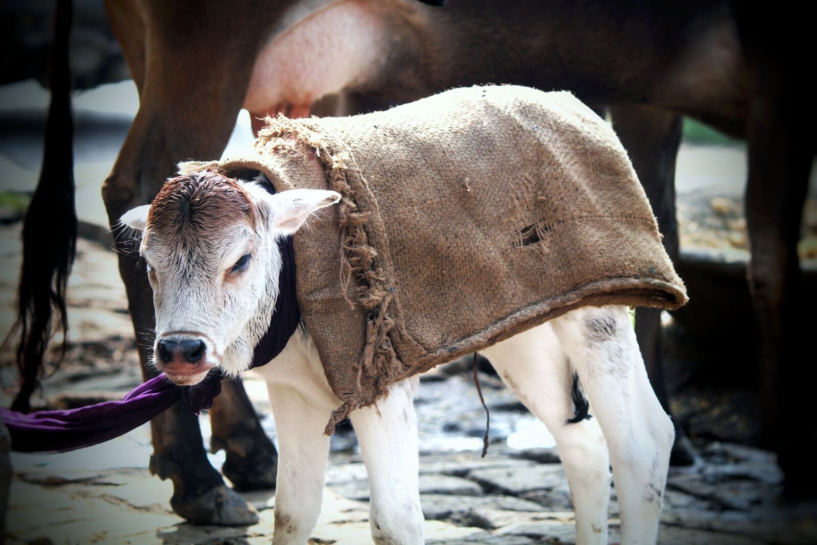 Canon EOS 1200D (EOS Rebel T5 / EOS Kiss X70 / EOS Hi) sample photo. Cow, animal, livestock photography
