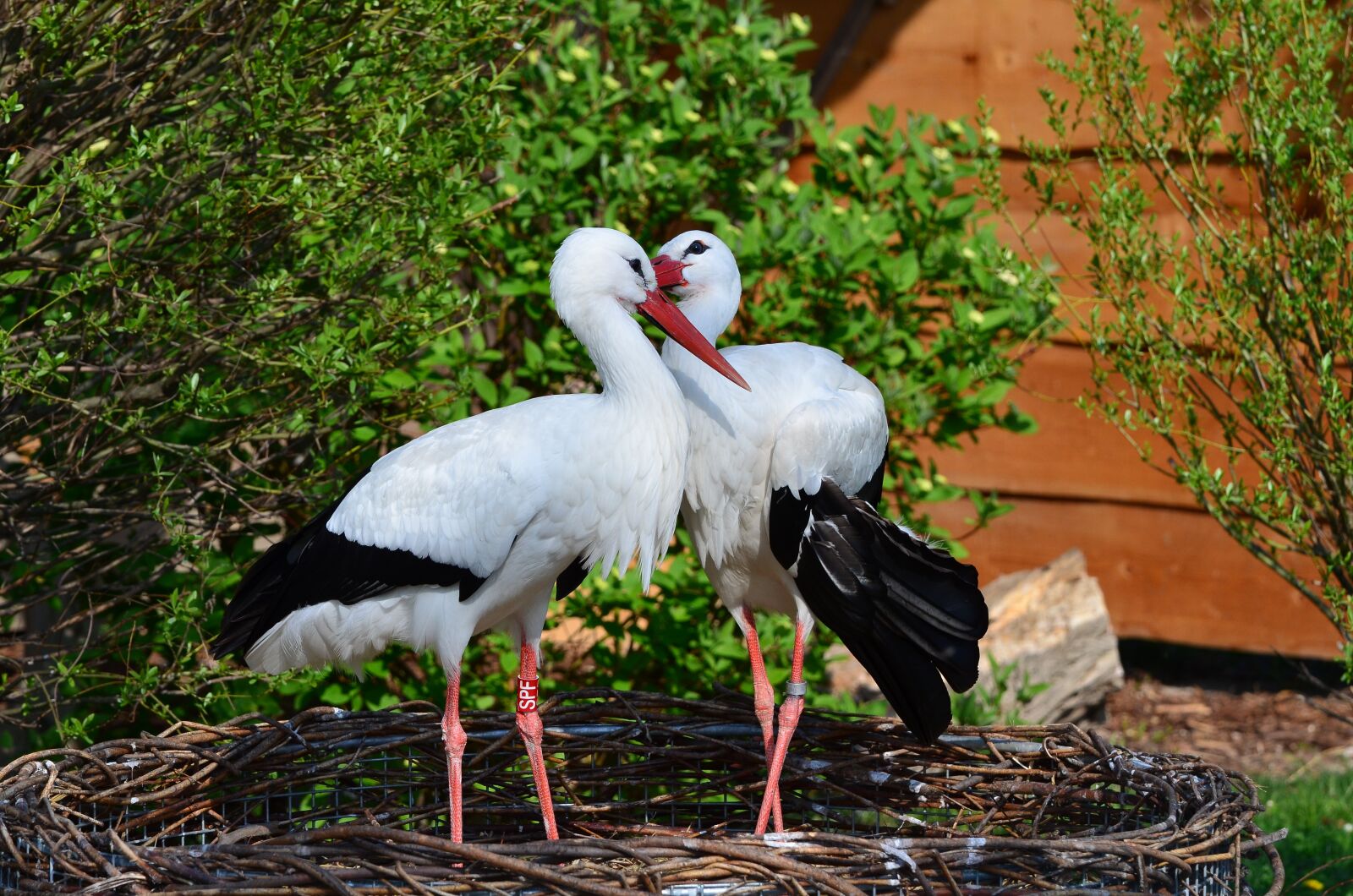 Nikon D7000 sample photo. Animals, birds, stork photography
