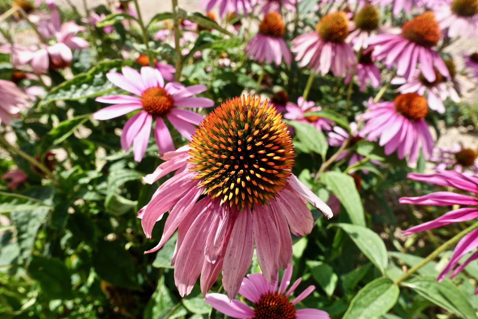 Sony Cyber-shot DSC-RX100 III sample photo. Petals, flower, garden photography