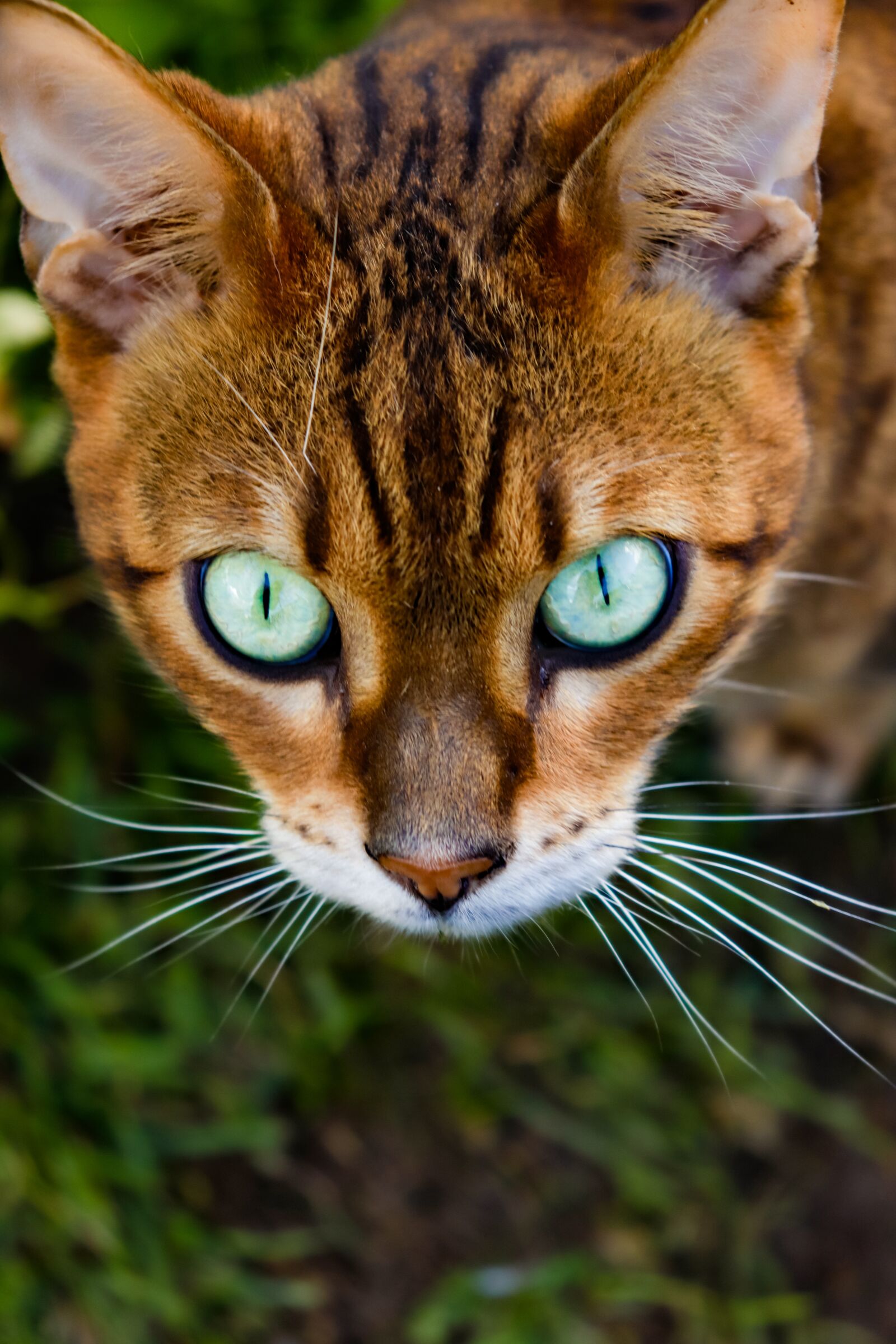 Canon EOS 200D (EOS Rebel SL2 / EOS Kiss X9) sample photo. Eye, eyes, predator photography
