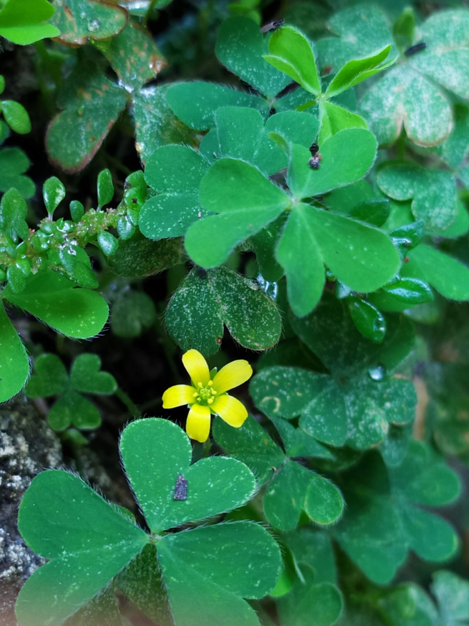 Xiaomi Redmi Note 7 sample photo. Grass, green, flower photography