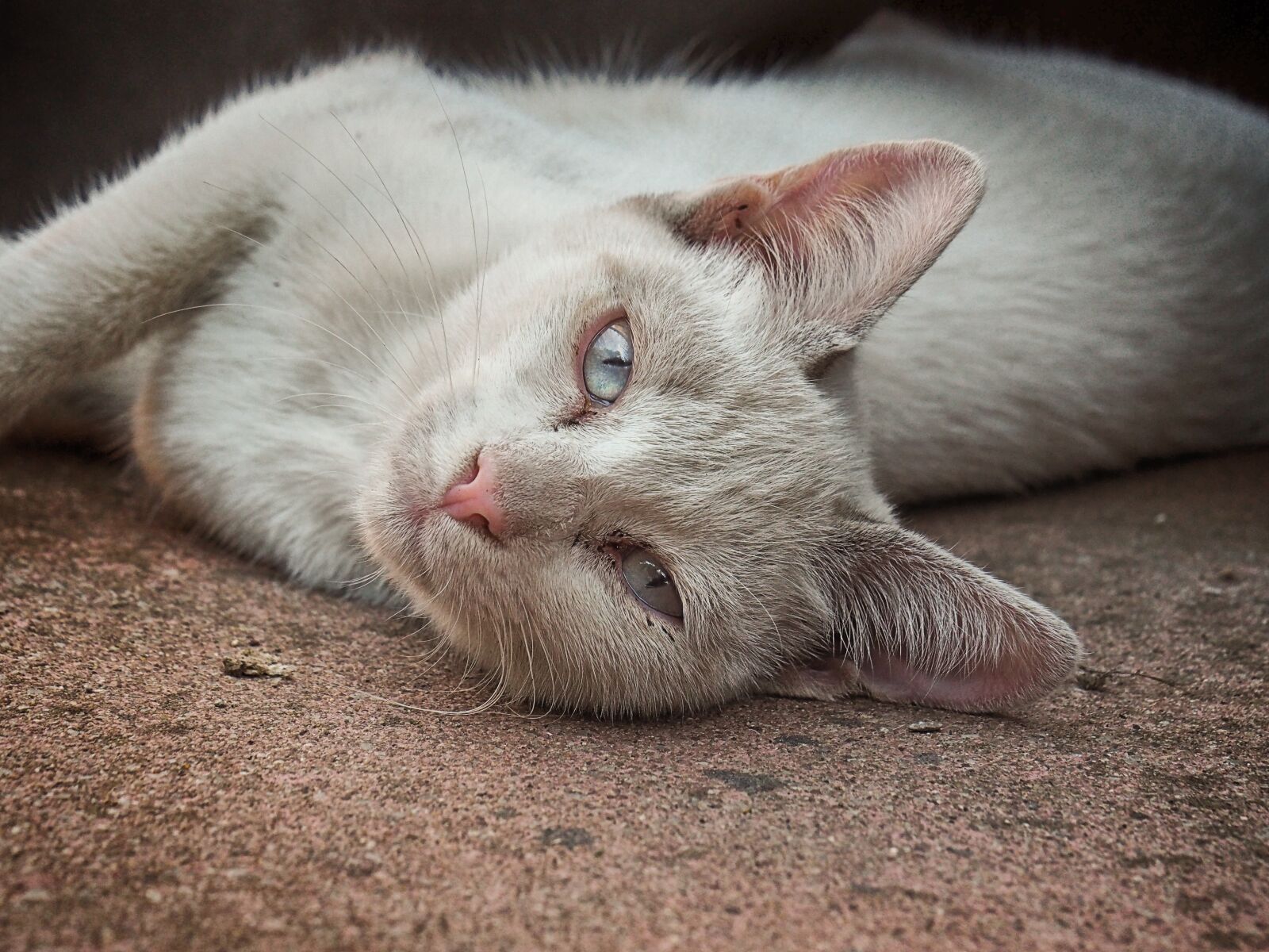 Olympus OM-D E-M10 II sample photo. Cat, animal, pet photography