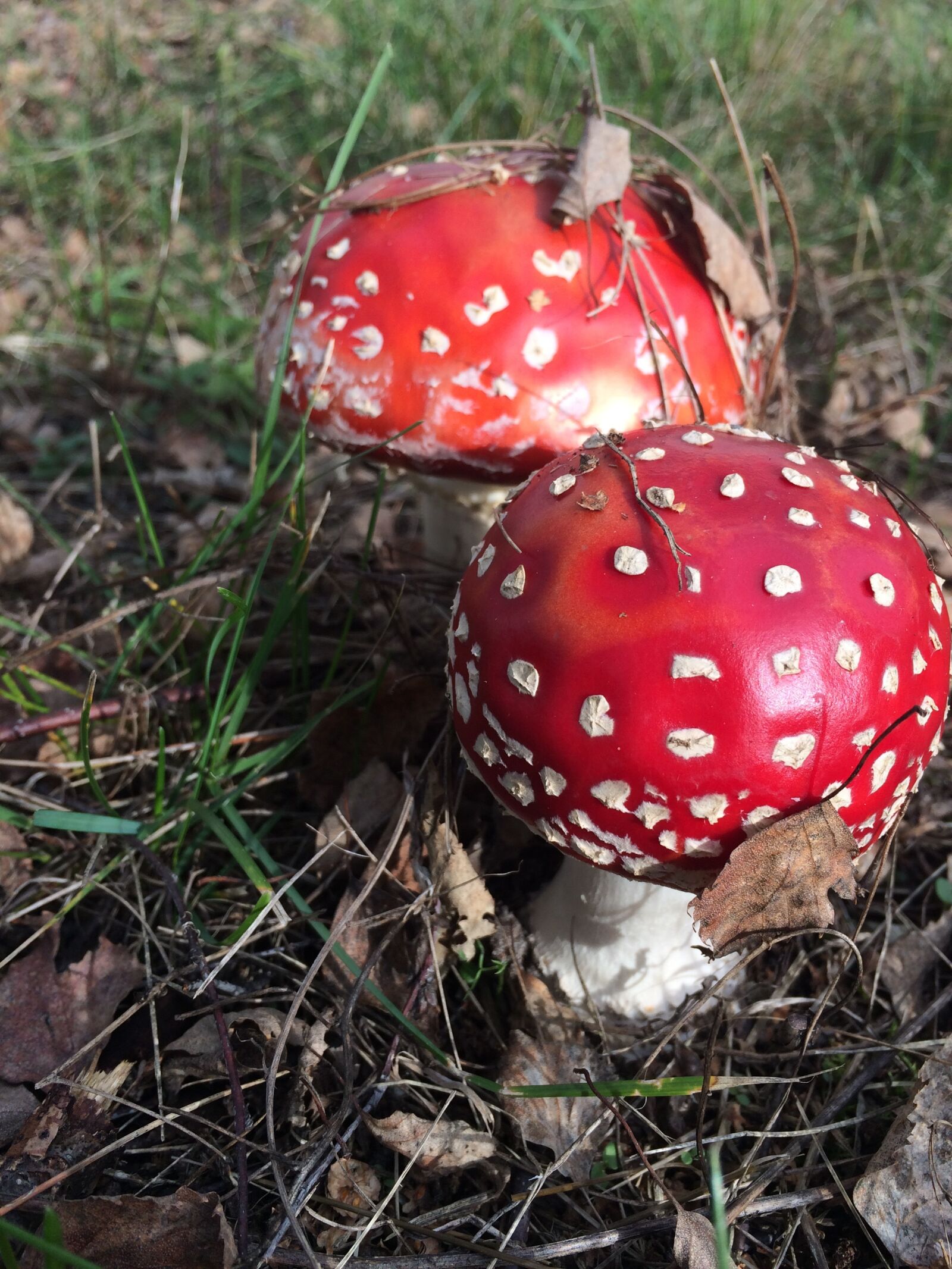 iPhone 5s back camera 4.15mm f/2.2 sample photo. Fungi, red, unpleasant photography