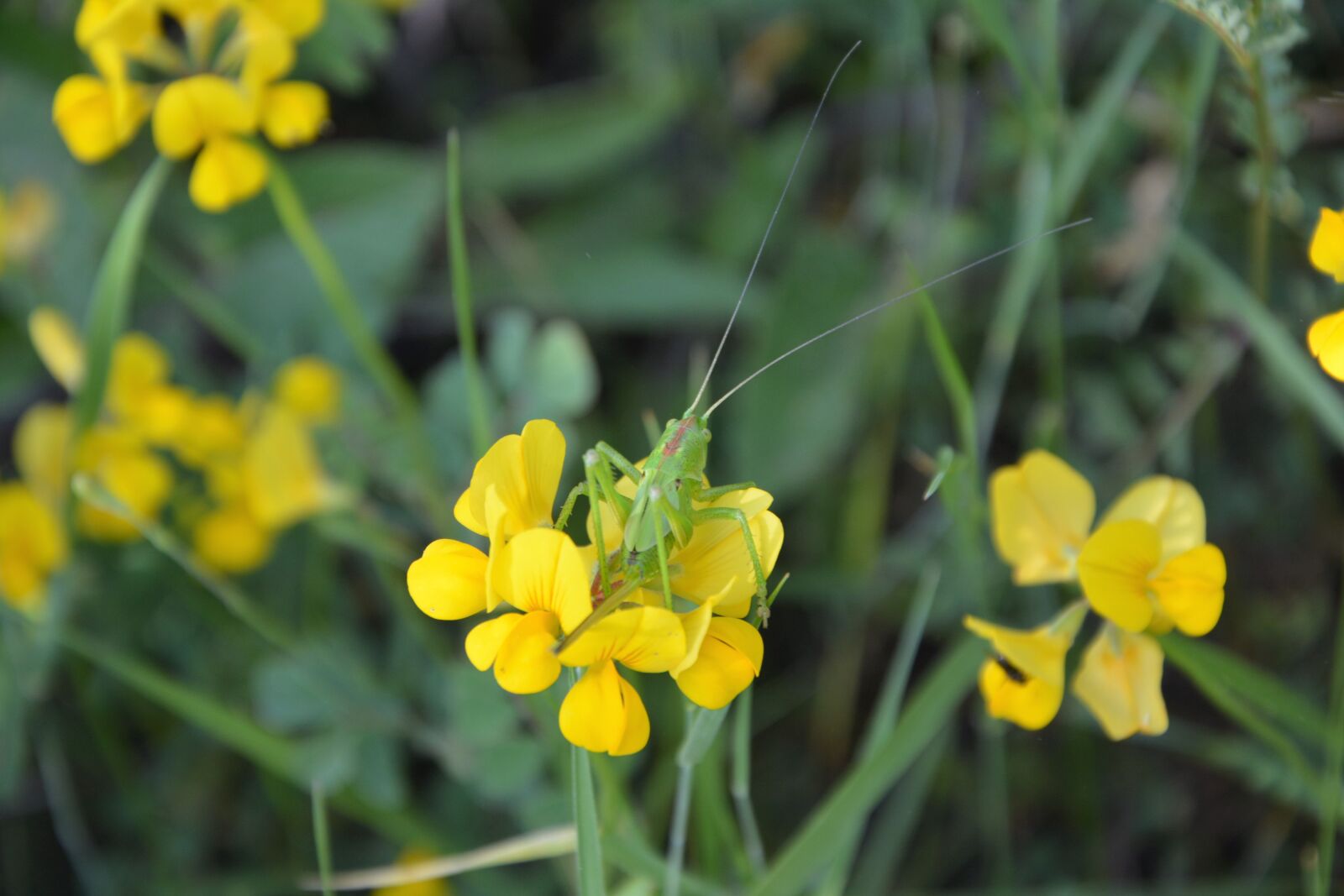 Nikon D7100 sample photo. Flower, nature, summer photography