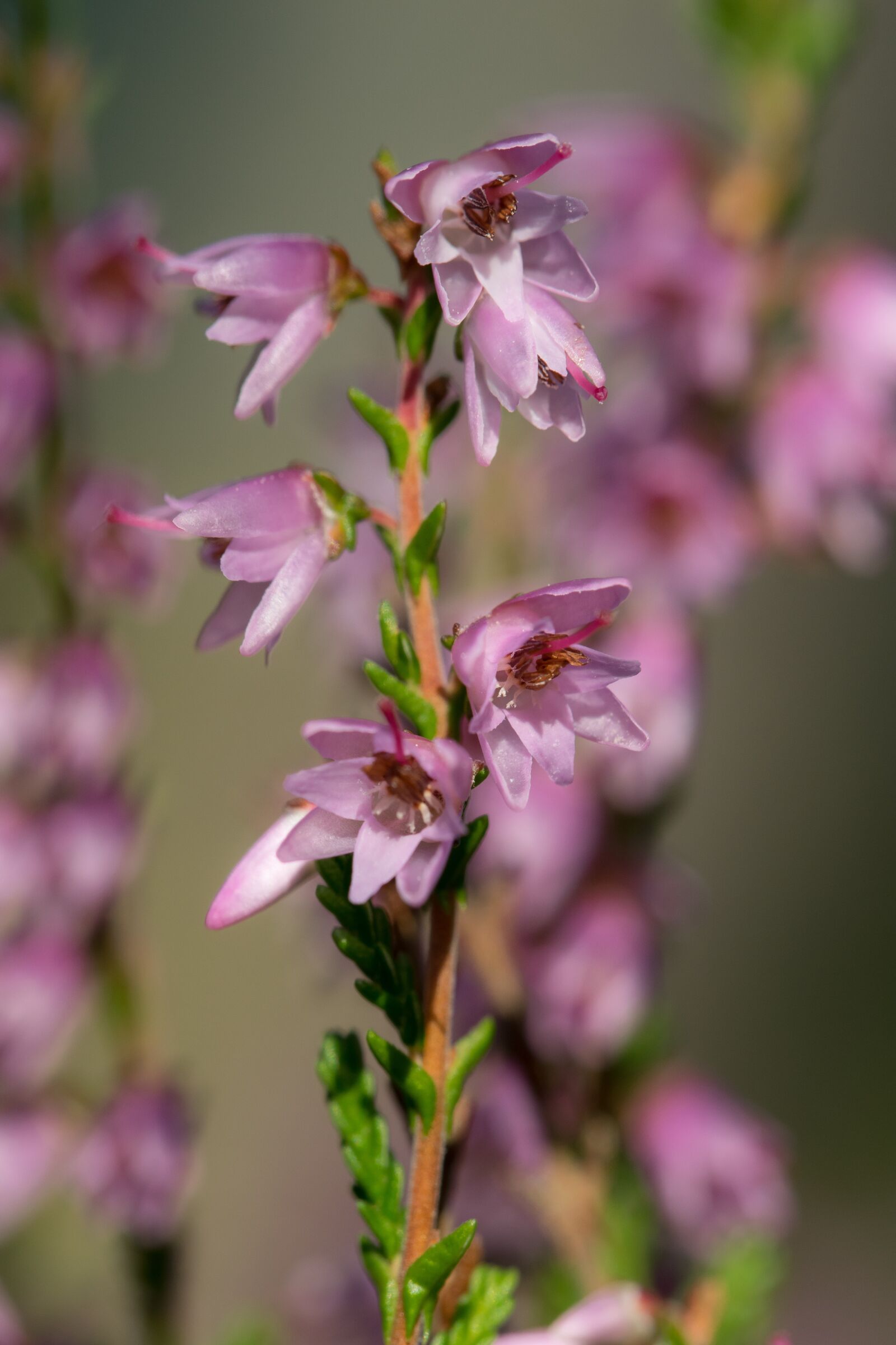 Nikon D3300 sample photo. Flower, heather, inflorescence photography