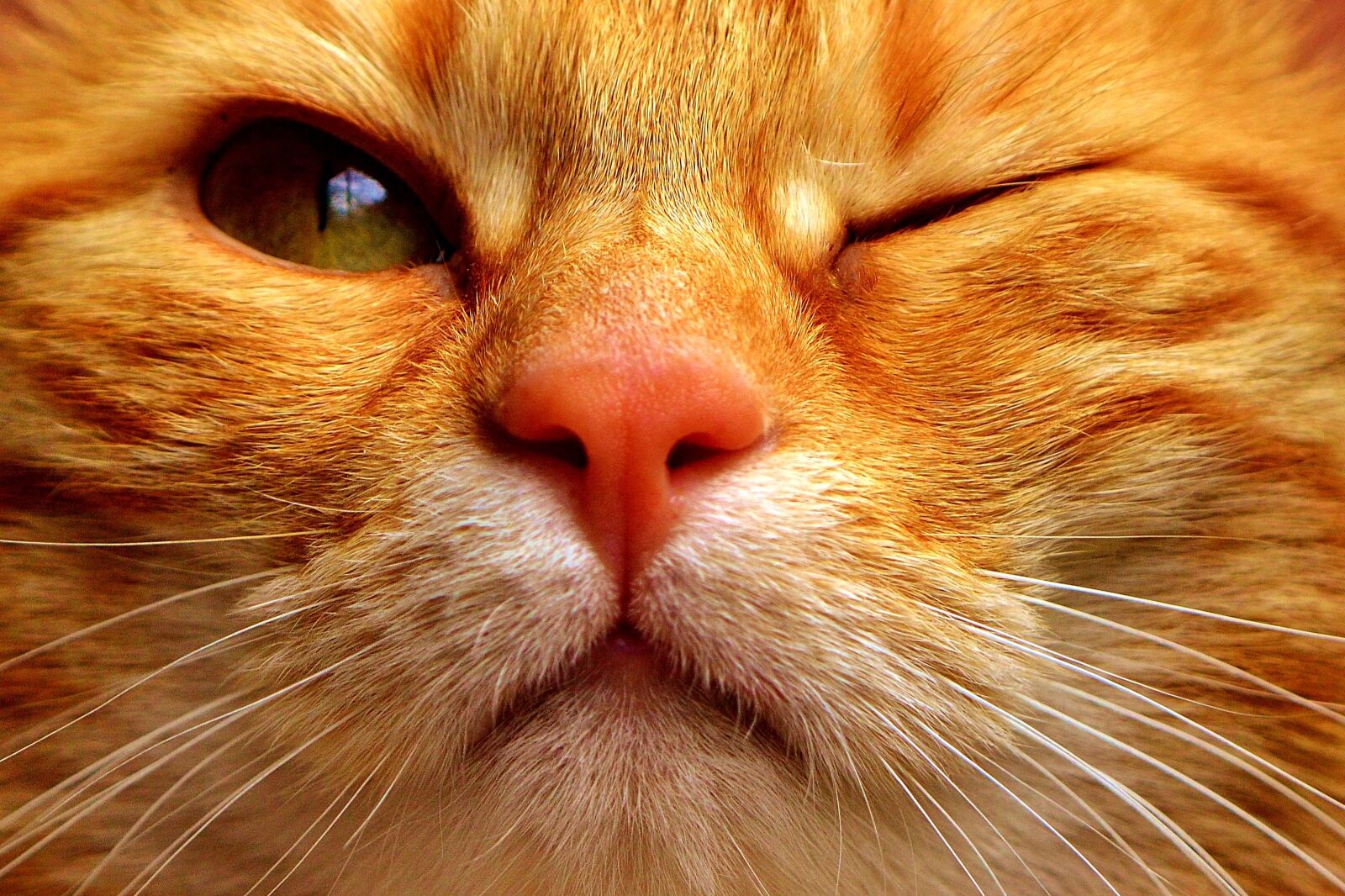 Nikon D3200 sample photo. Cat, mackerel, wink photography