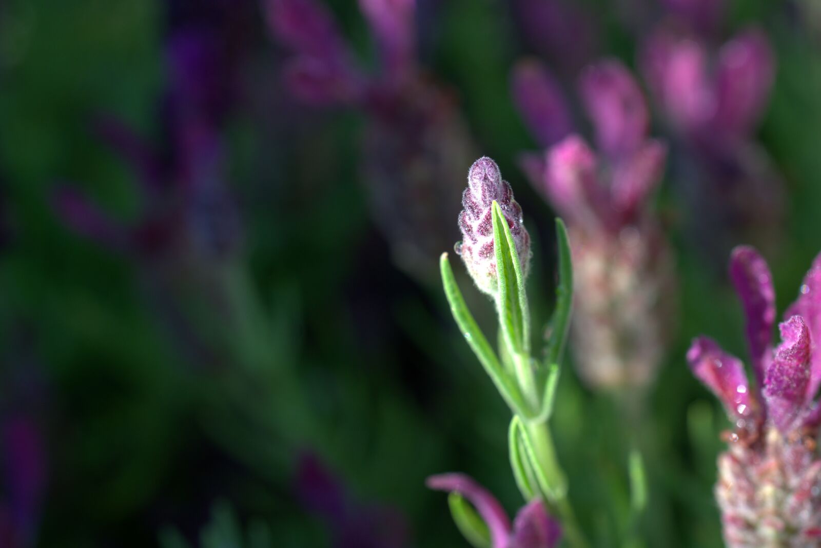 Sony FE 50mm F2.8 Macro sample photo. Lavender, purple, flower photography