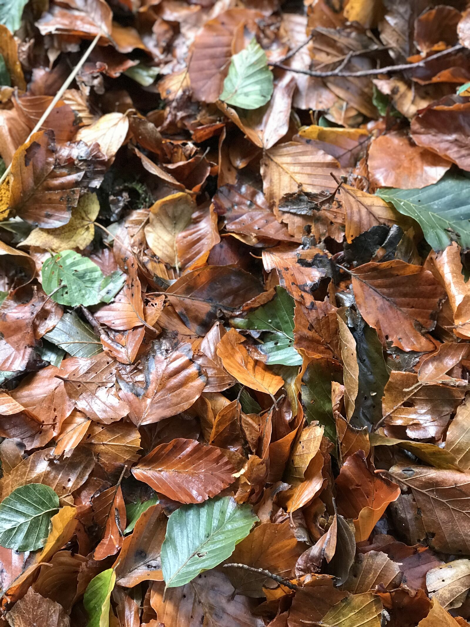 Apple iPhone 7 Plus sample photo. Leaves, autumn photography