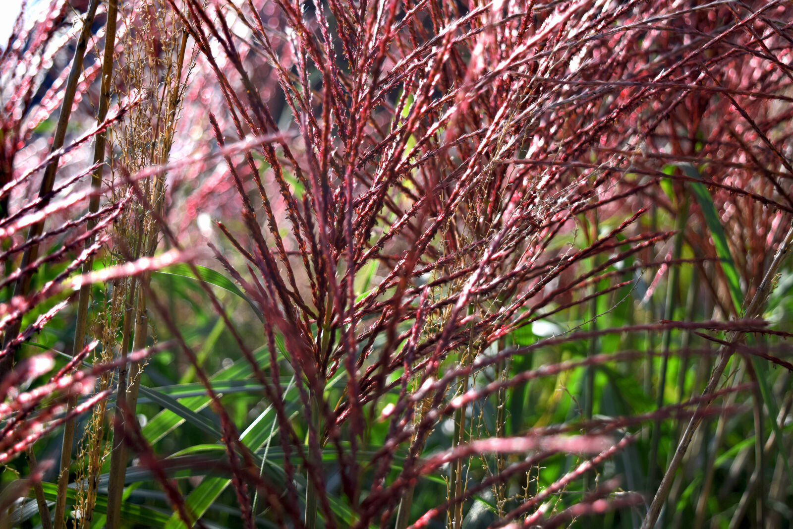 Nikon D3300 sample photo. Autumn, blossom, blossoming, grass photography