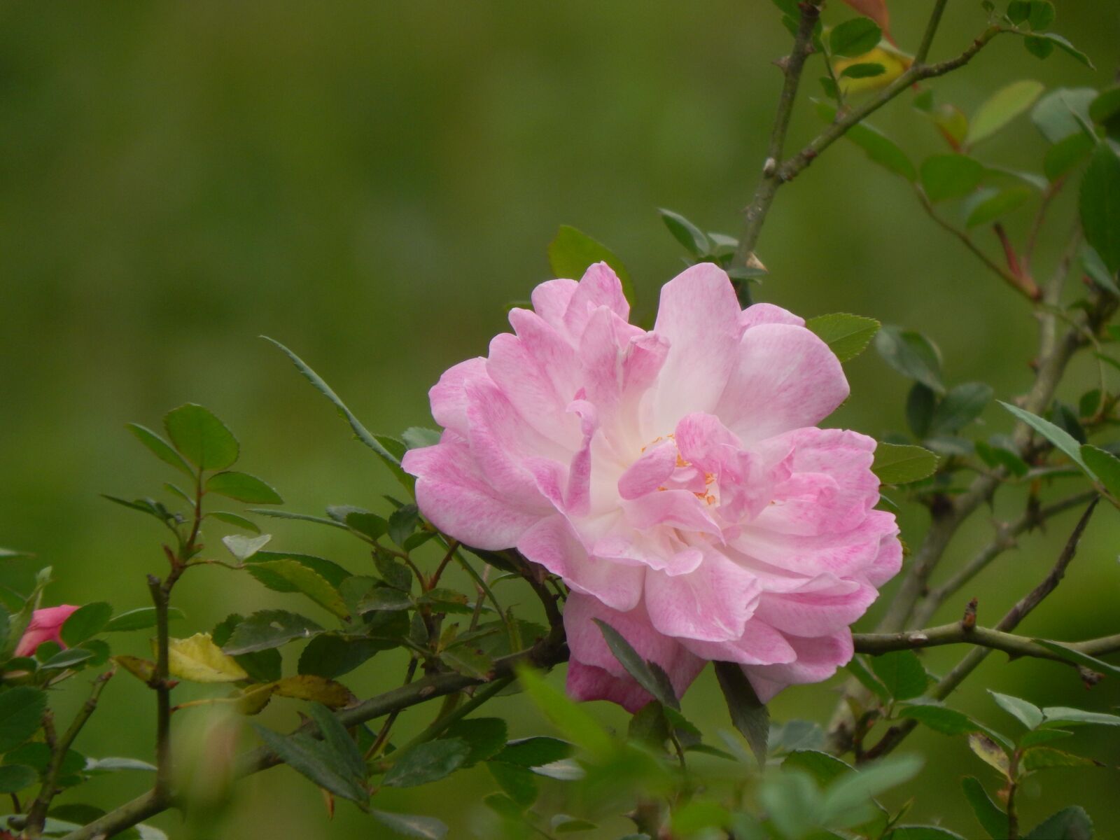 Nikon Coolpix L820 sample photo. Rosa, pink petals, pink photography