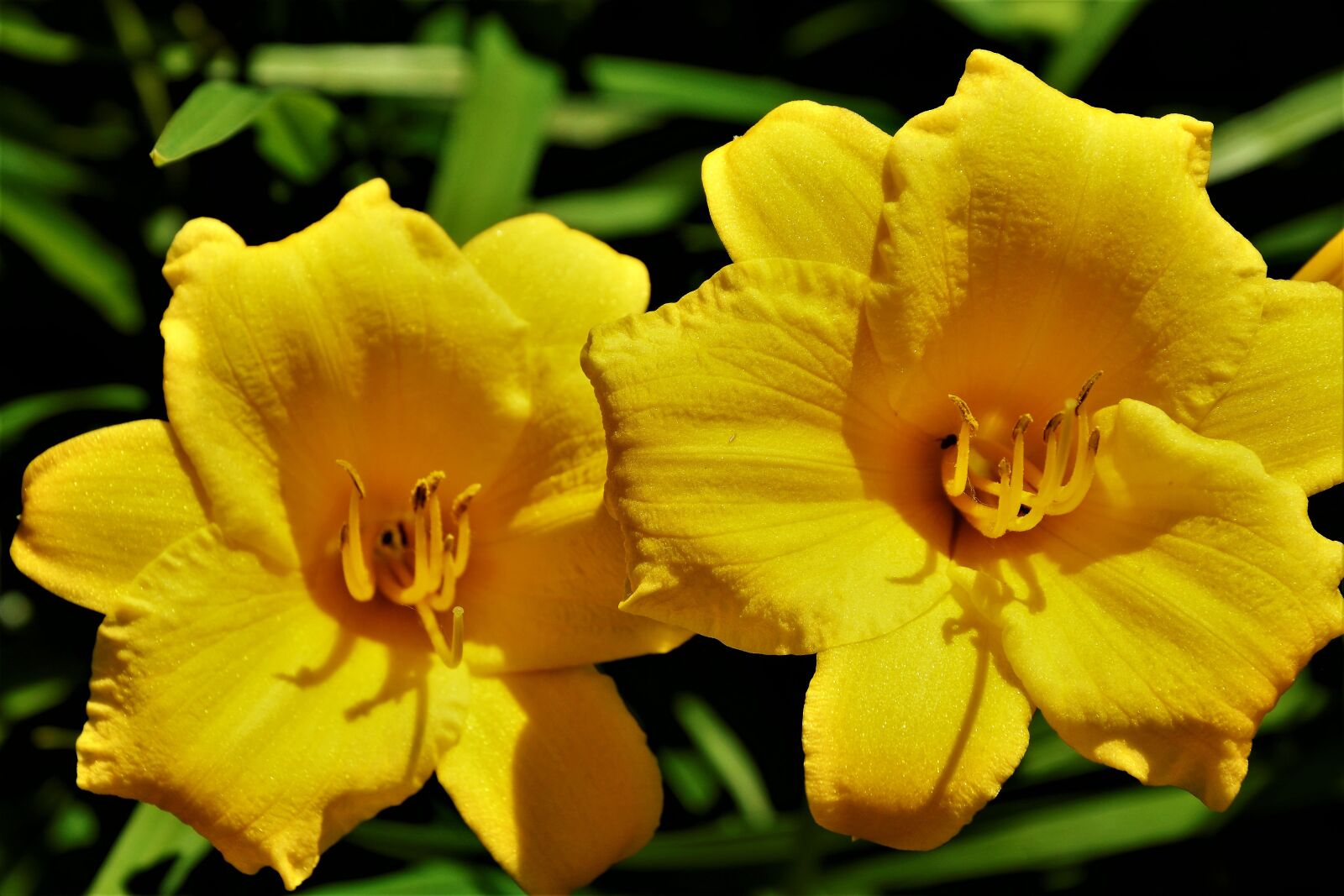 Nikon D7100 sample photo. Flowers, lily flowers, hybrid photography