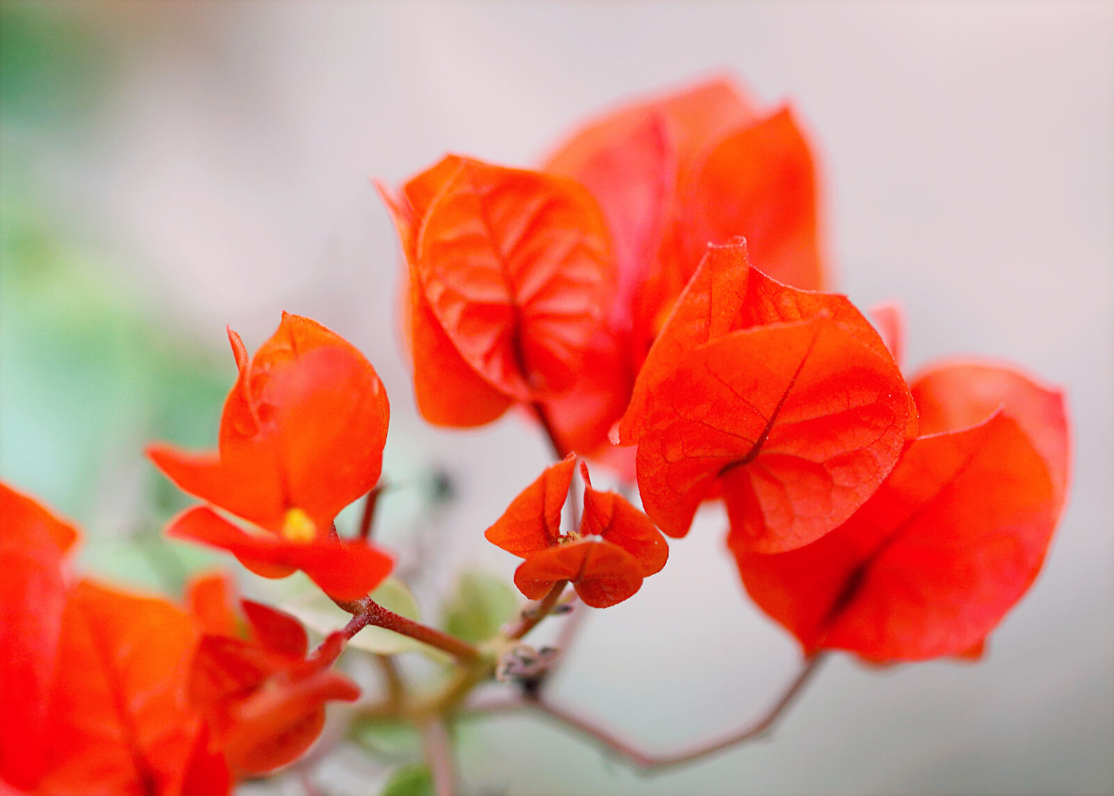 Canon EOS 70D + Canon EF 100mm F2.8 Macro USM sample photo. Red, flowers, photo photography