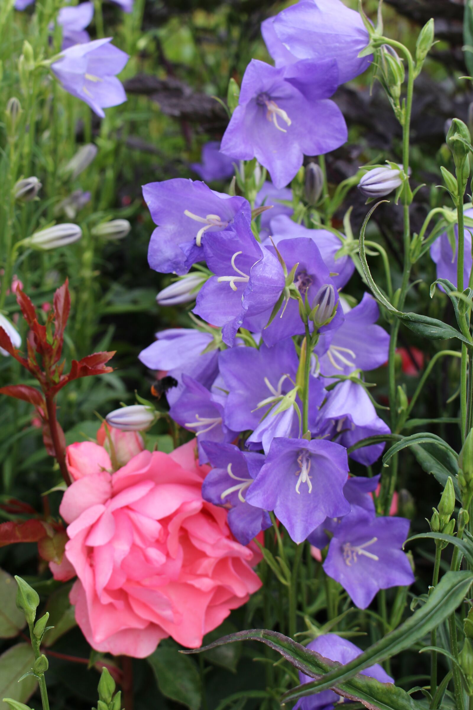 Canon EOS 700D (EOS Rebel T5i / EOS Kiss X7i) sample photo. Larkspur, purple, pink photography