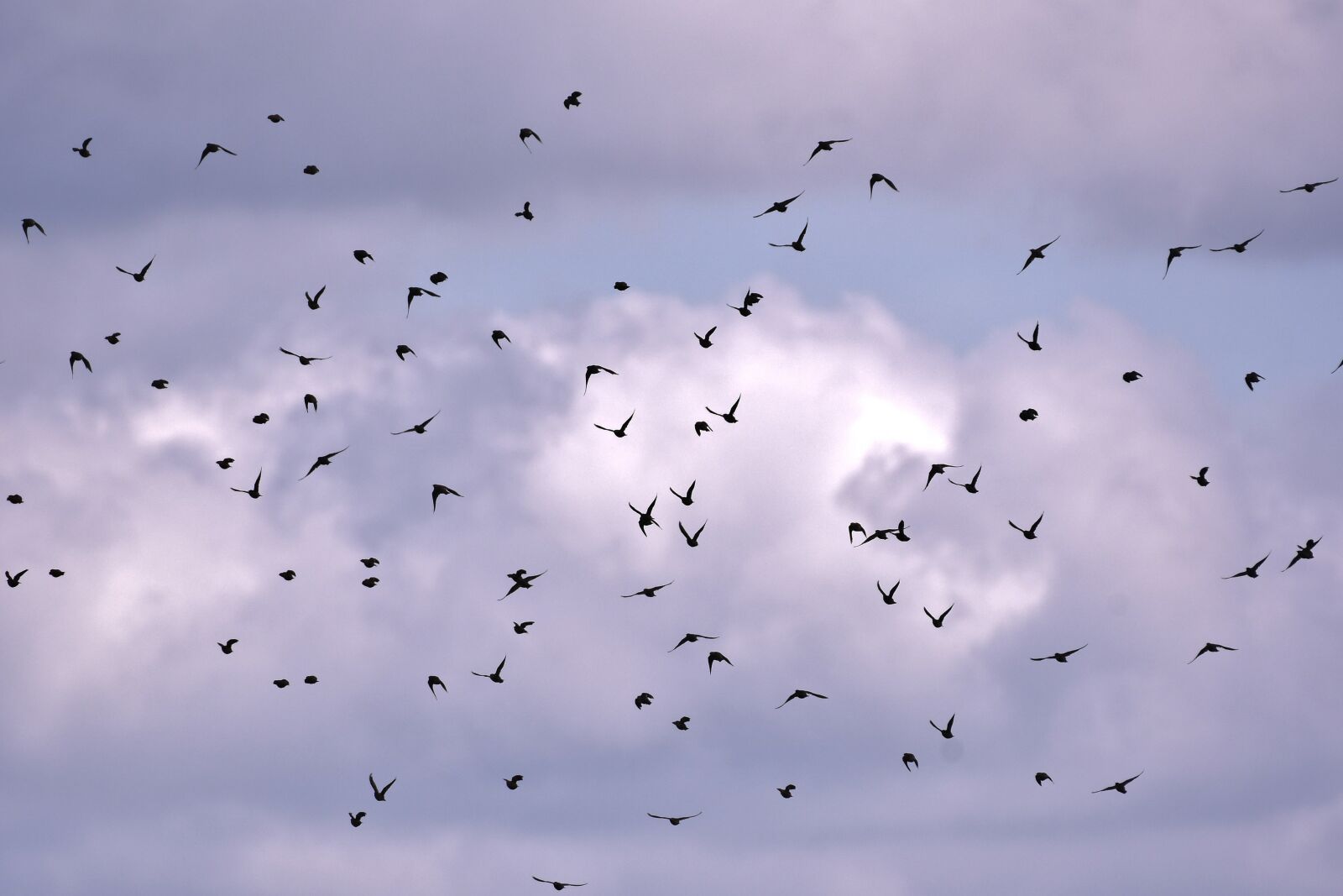 Nikon D500 sample photo. Birds, starlings, swarm photography