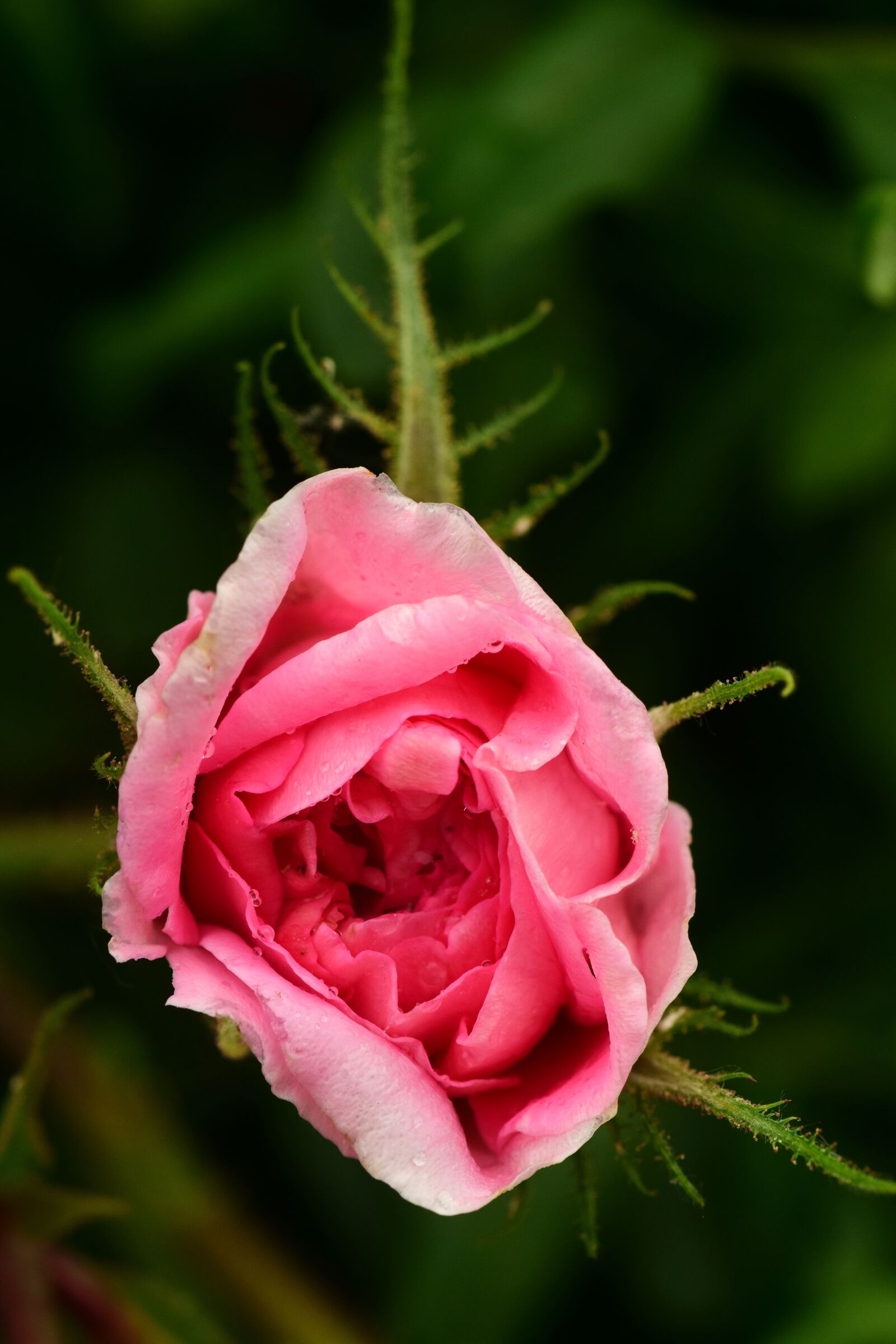 Nikon D3300 sample photo. Rose, wet, flower photography