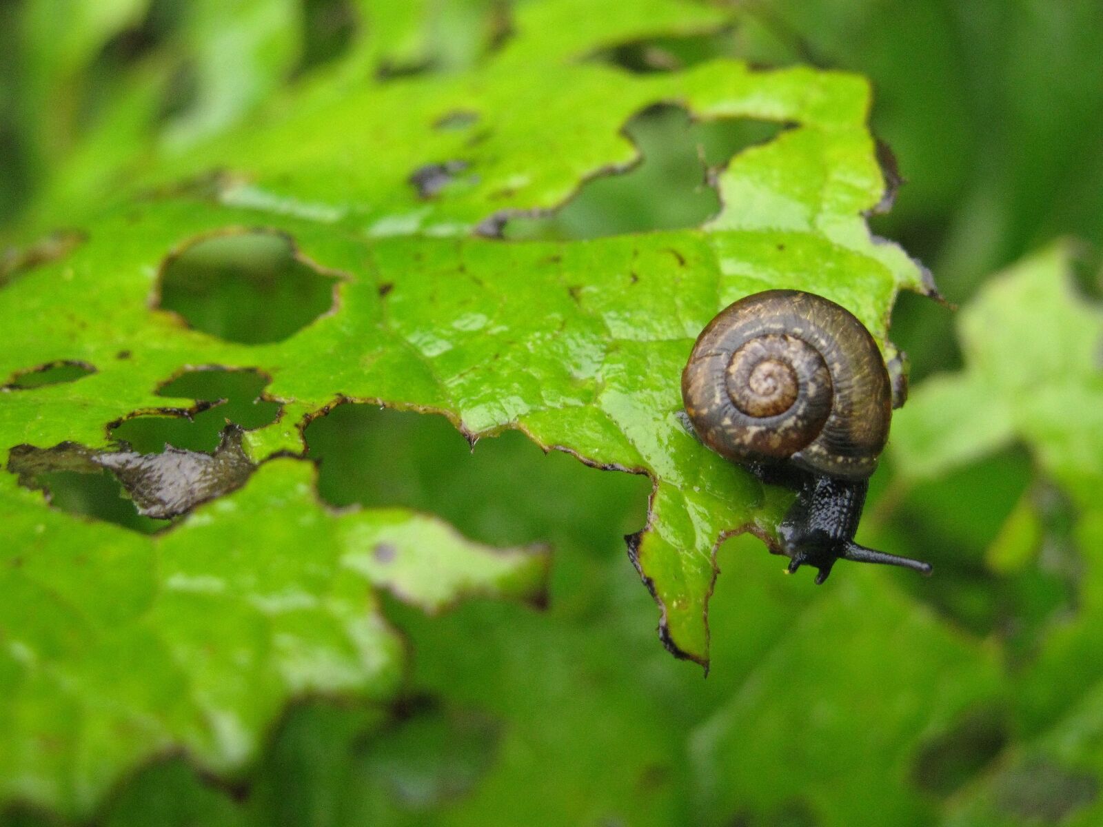 Canon PowerShot SX110 IS sample photo. Arianta arbustorum, snail eating photography