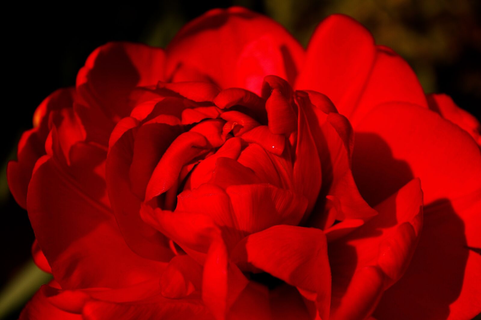 Pentax *ist DL2 sample photo. Tulips, red tulips, red photography