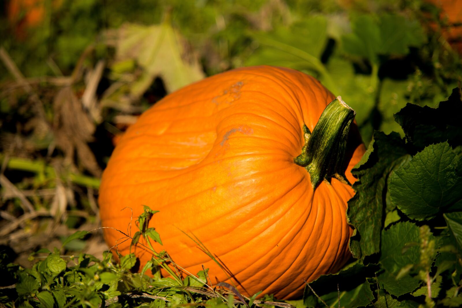 Nikon D750 sample photo. Nature, fall, orange photography