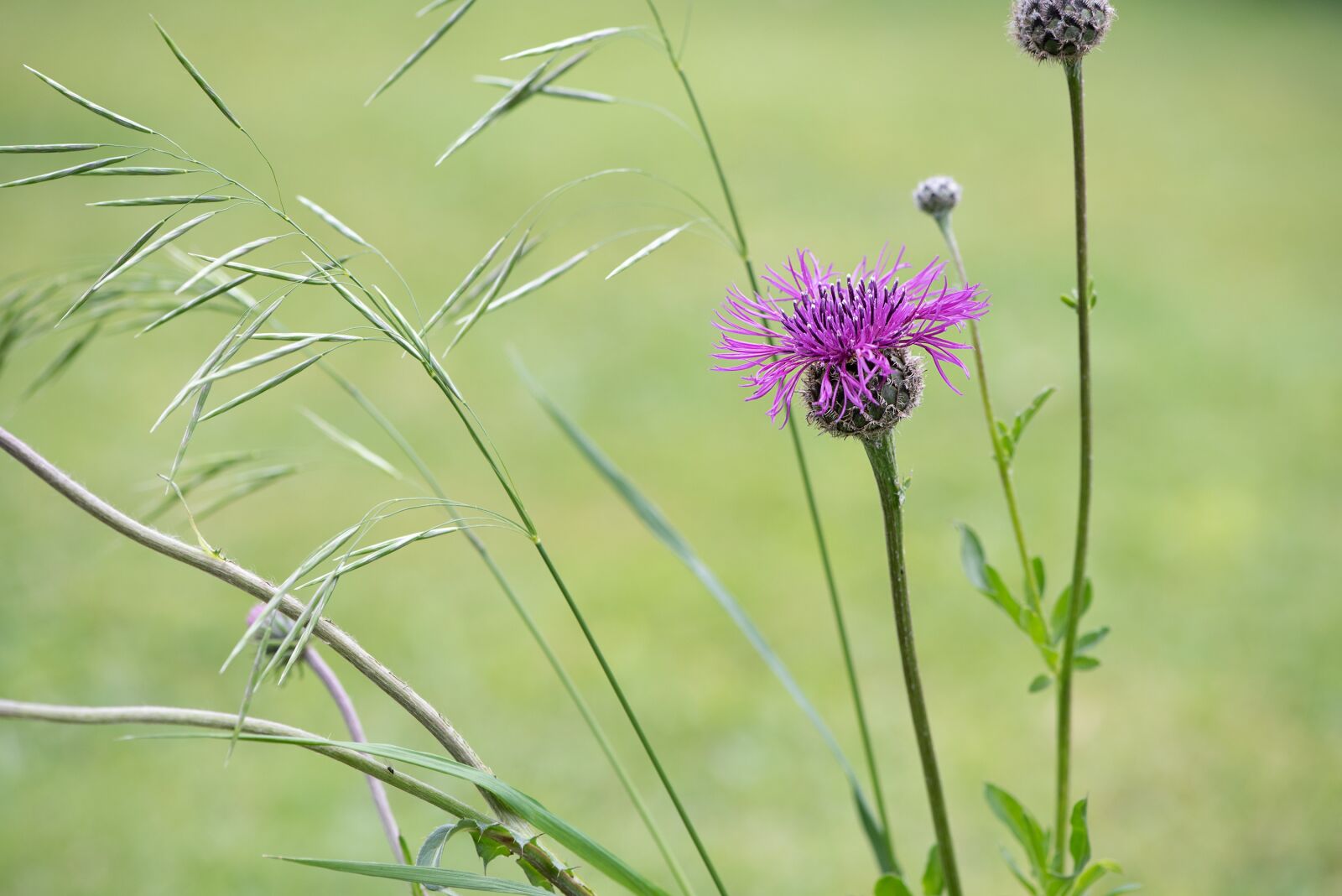 Nikon D750 sample photo. Knapweed, flower, pink photography
