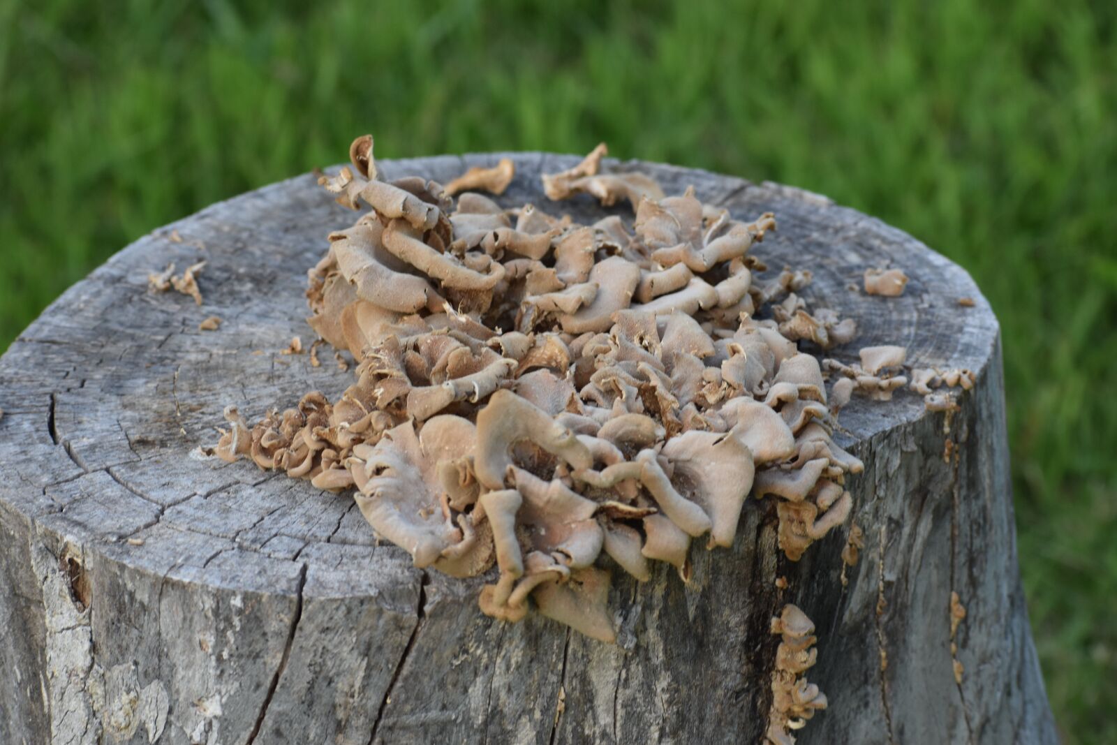 Nikon D3500 sample photo. Mushroom, wild, fungi photography