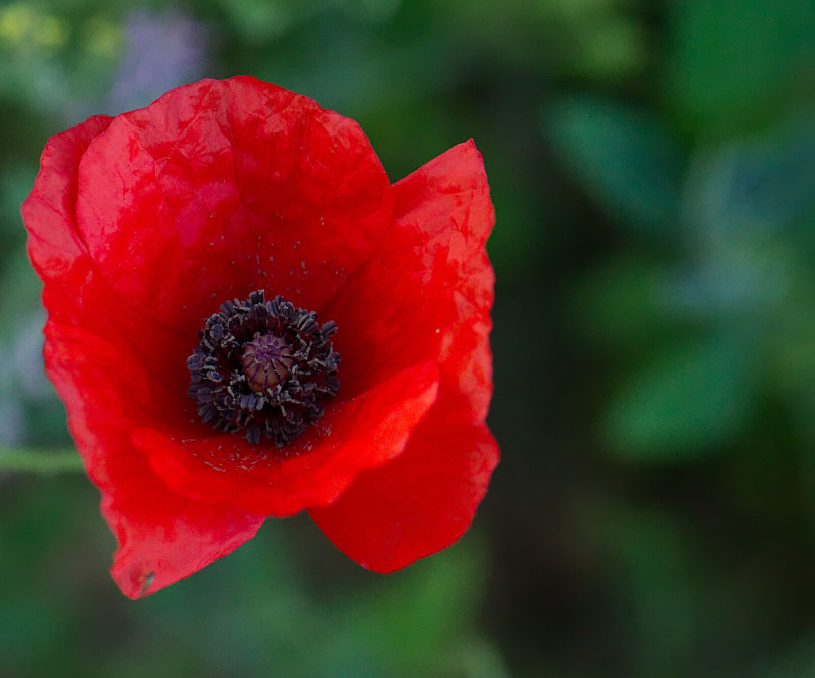 Nikon D3100 sample photo. Poppy, flower, red photography