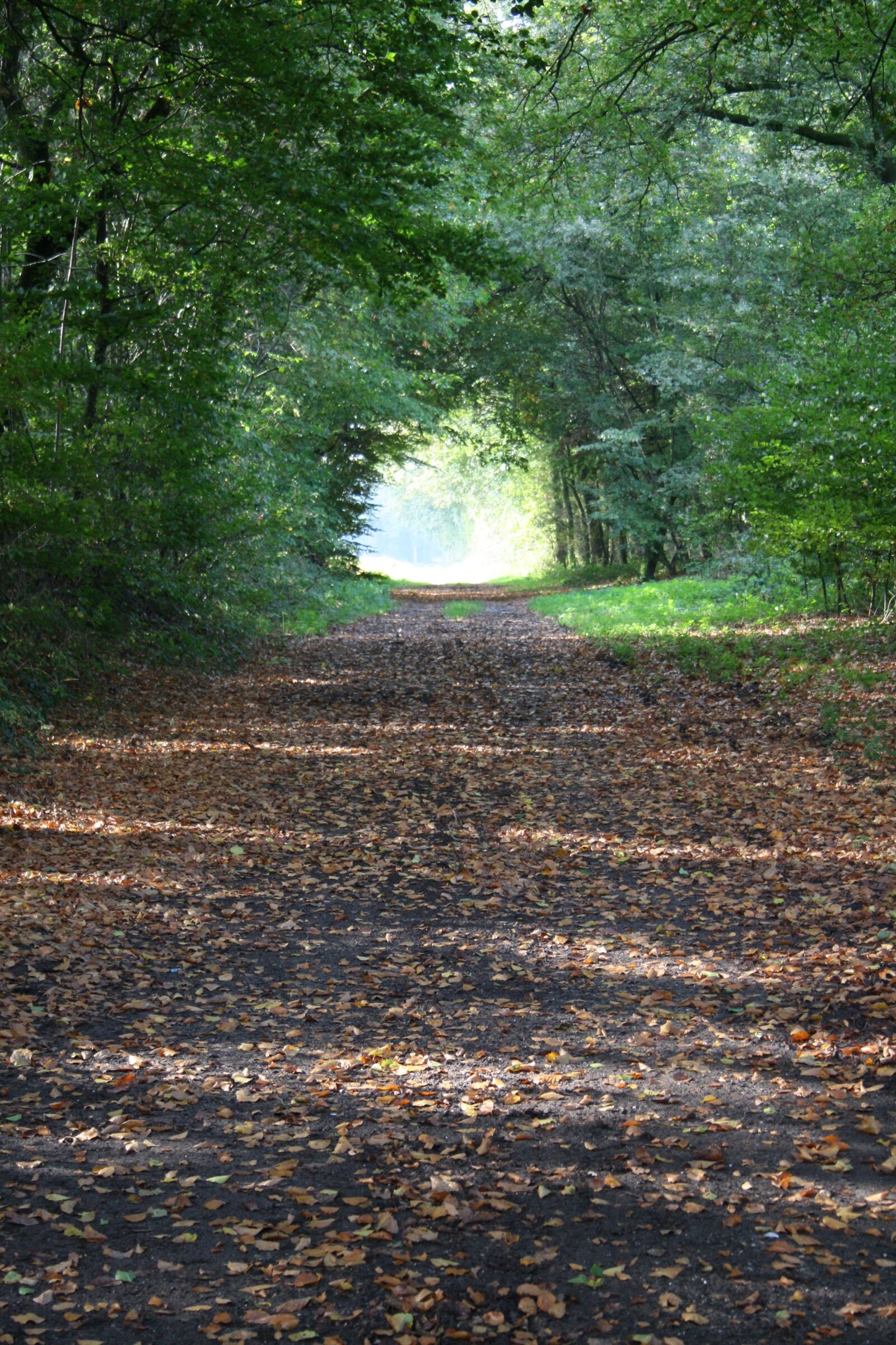 Canon EOS 1000D (EOS Digital Rebel XS / EOS Kiss F) sample photo. Dawn, forest, autumn photography