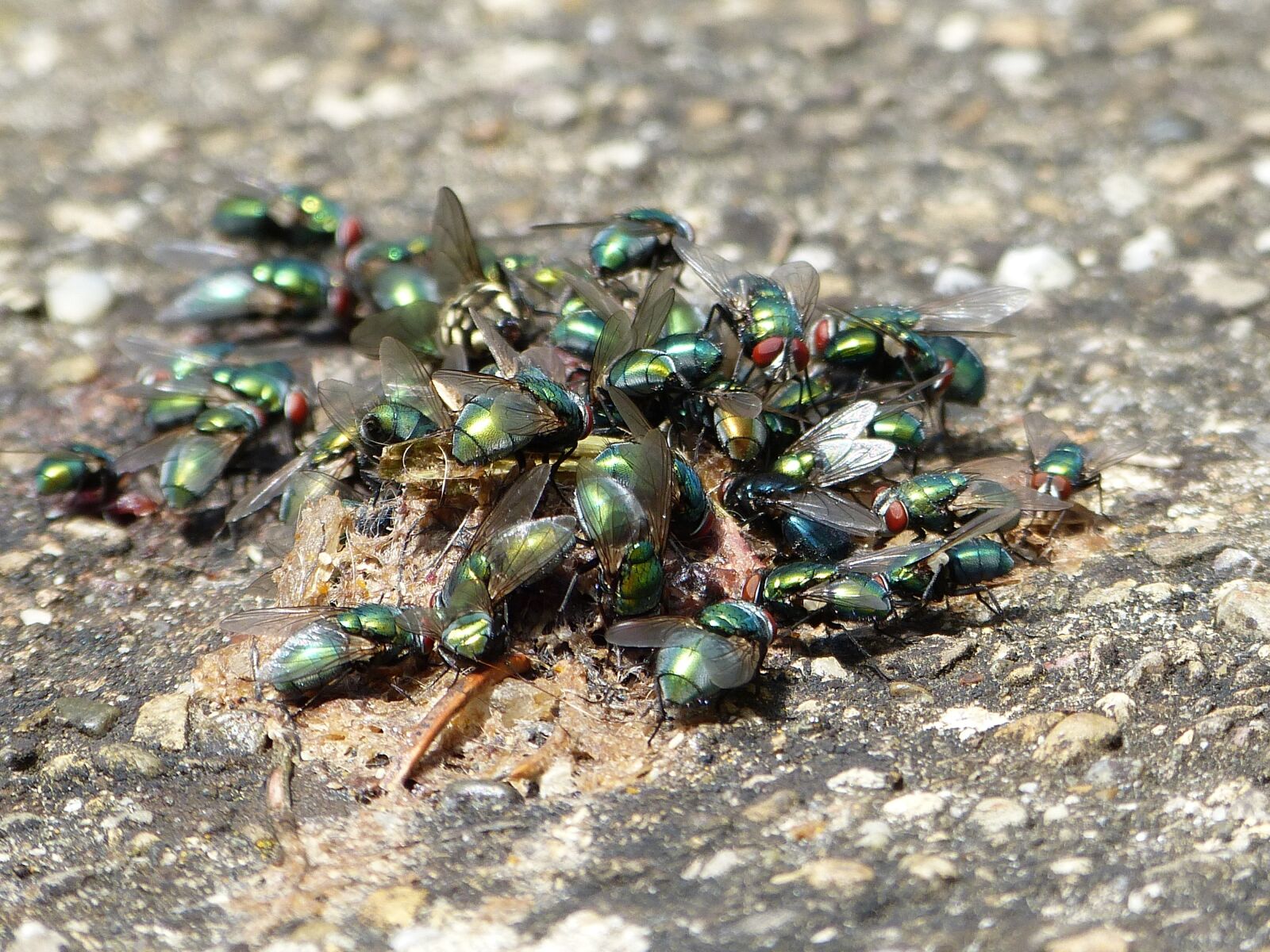 Panasonic Lumix DMC-FZ150 sample photo. Flies, insect, vermin photography