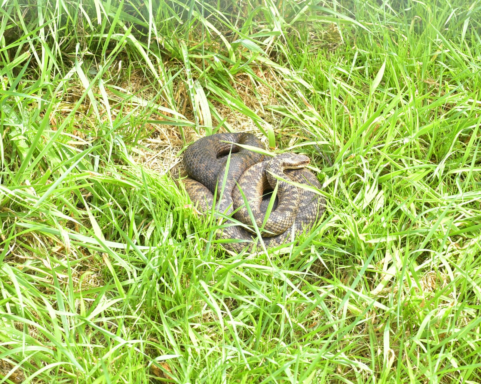 Nikon D750 sample photo. Adder, vipera berus, snake photography