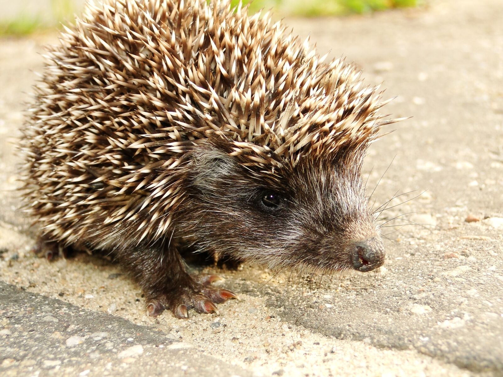Sony Cyber-shot DSC-HX1 sample photo. Animal, forest animal, hedgehog photography