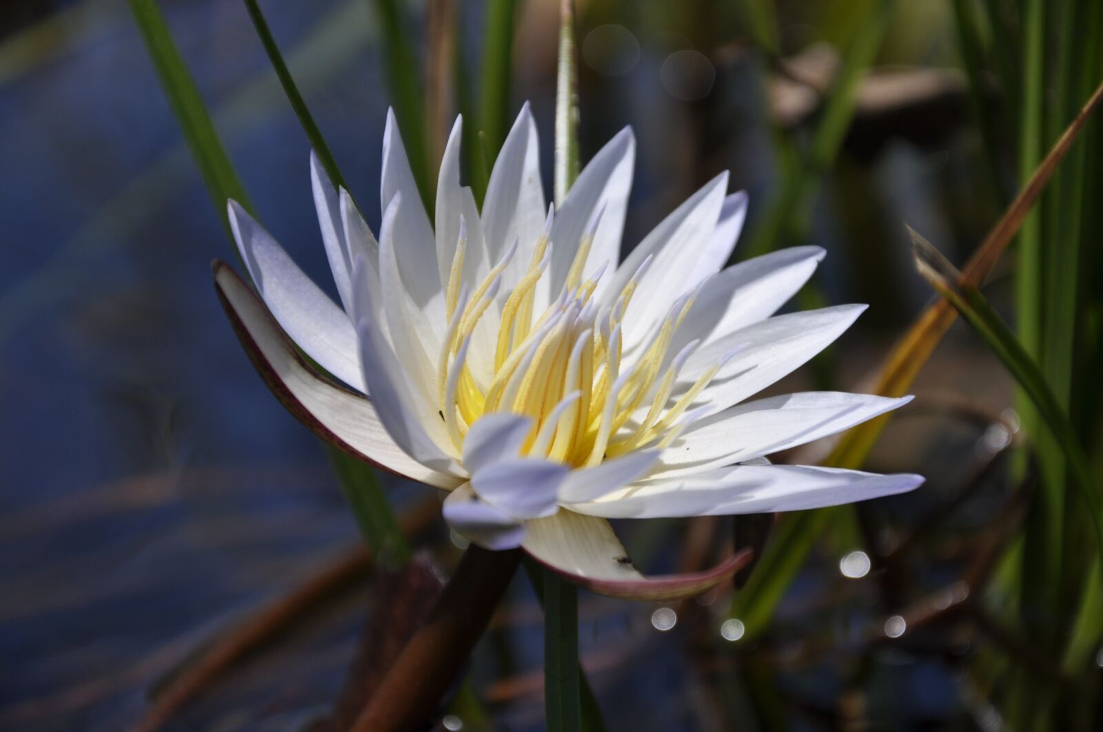 Nikon D90 sample photo. Water lily, flower, lily photography