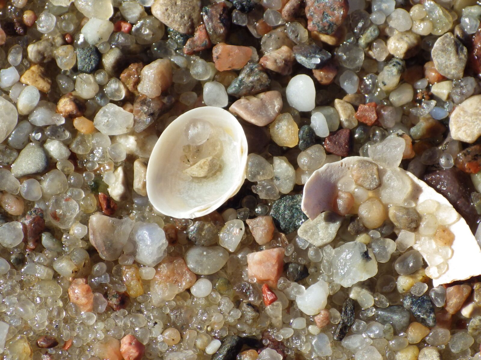 Pentax X-5 sample photo. Seashell, sand, on the photography