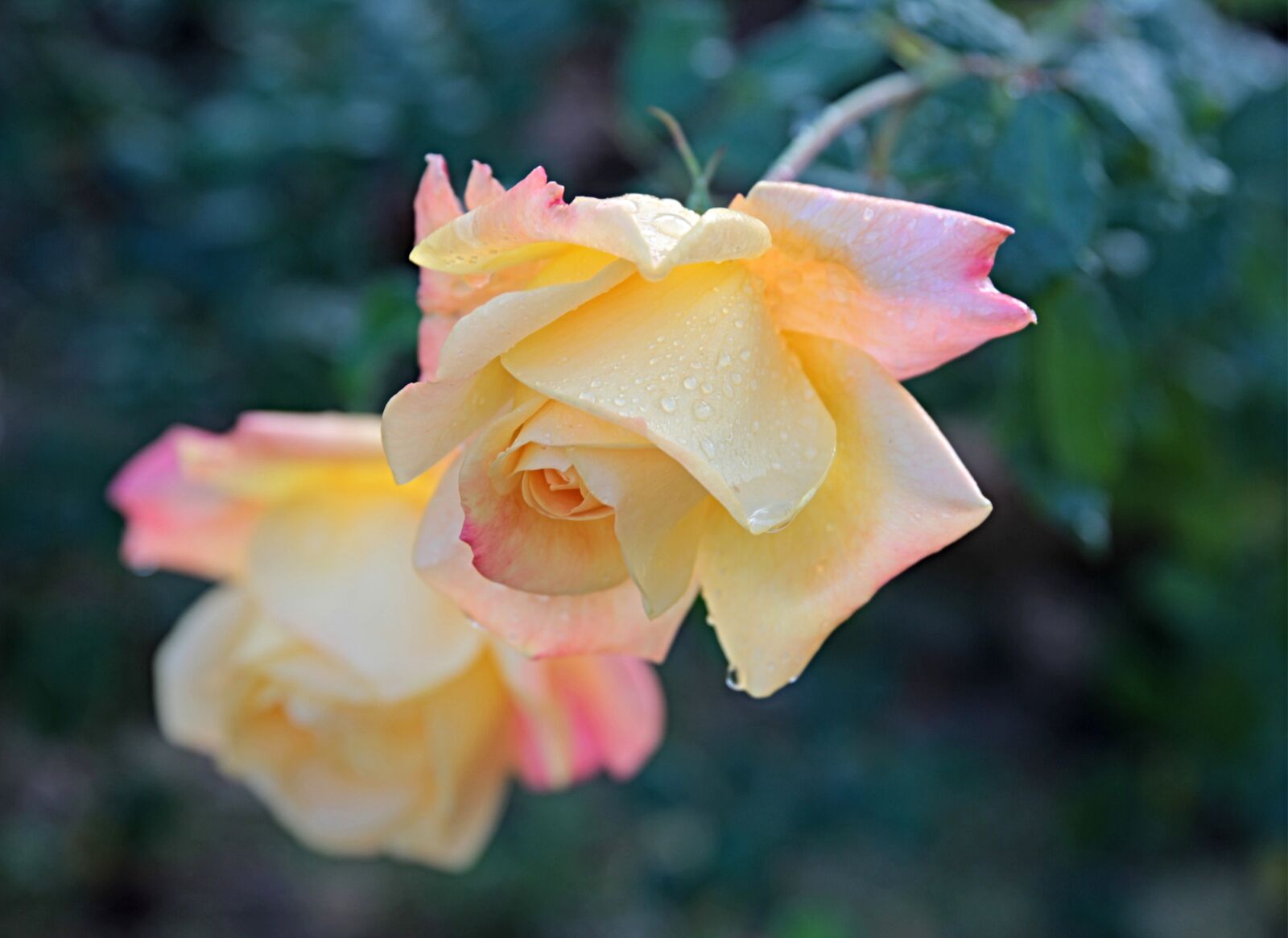 Canon EF 24-70mm F2.8L II USM sample photo. Rose, roses, flower photography