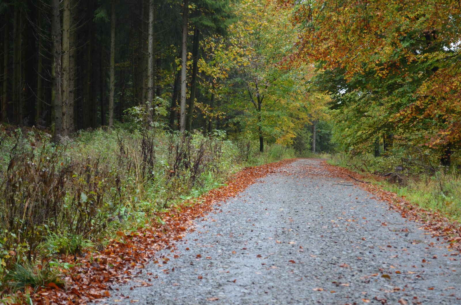 Nikon D5100 sample photo. Forest, away, autumn photography